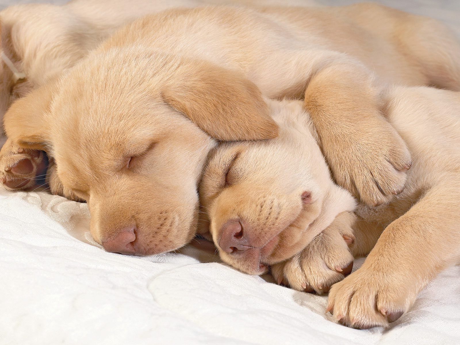 Cuccioli Golden Retriever che dormono, 1600x1200 900p, Laptop