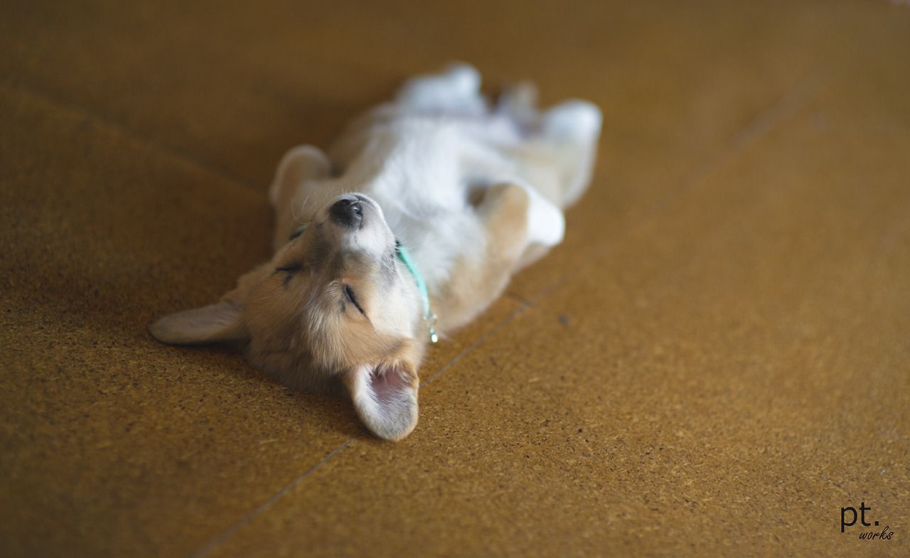 Cucciolo Corgi che dorme, 1280x785 720p, PC
