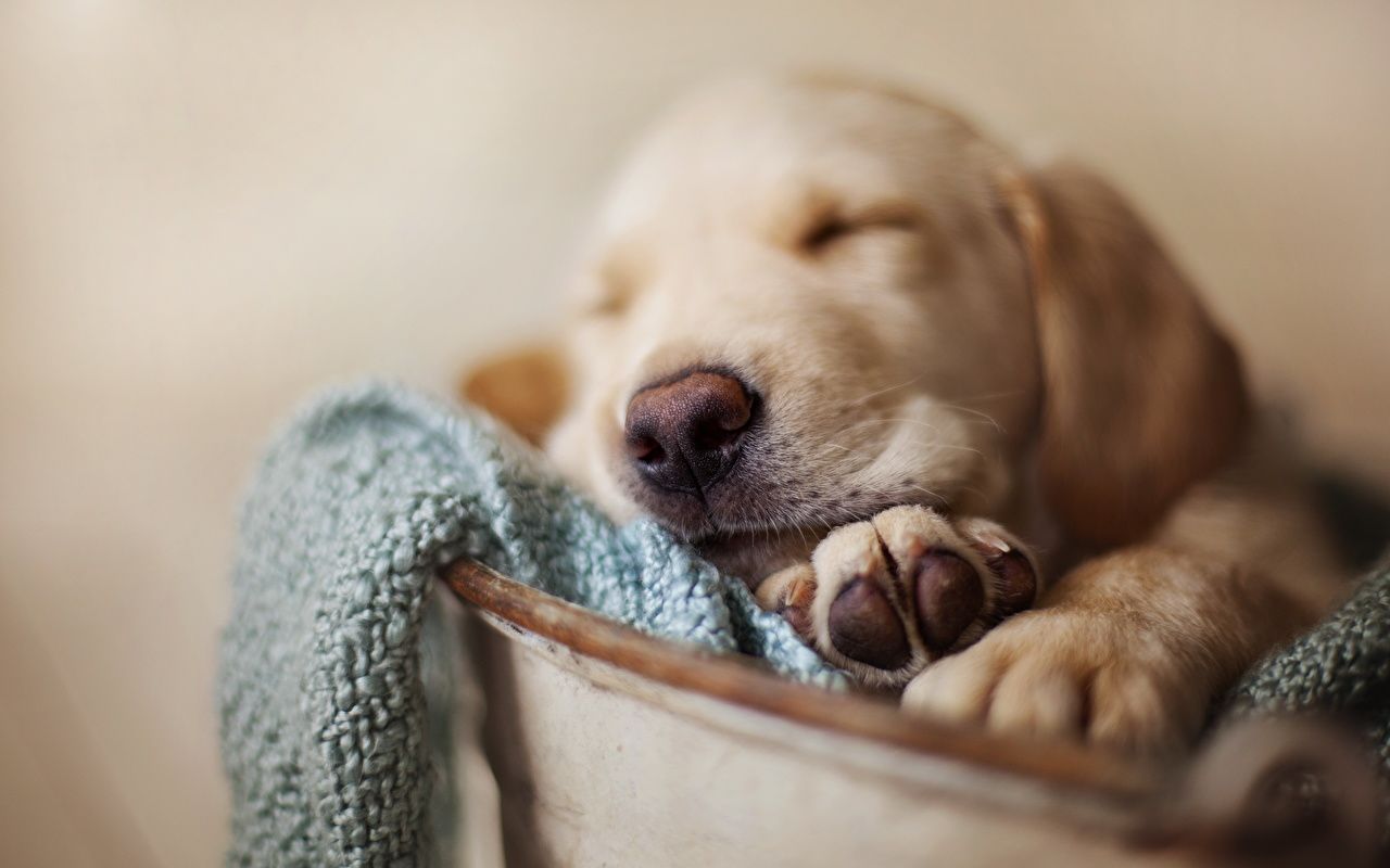 Cucciolo Labrador che dorme, 1280x800 720p, Acer Nitro