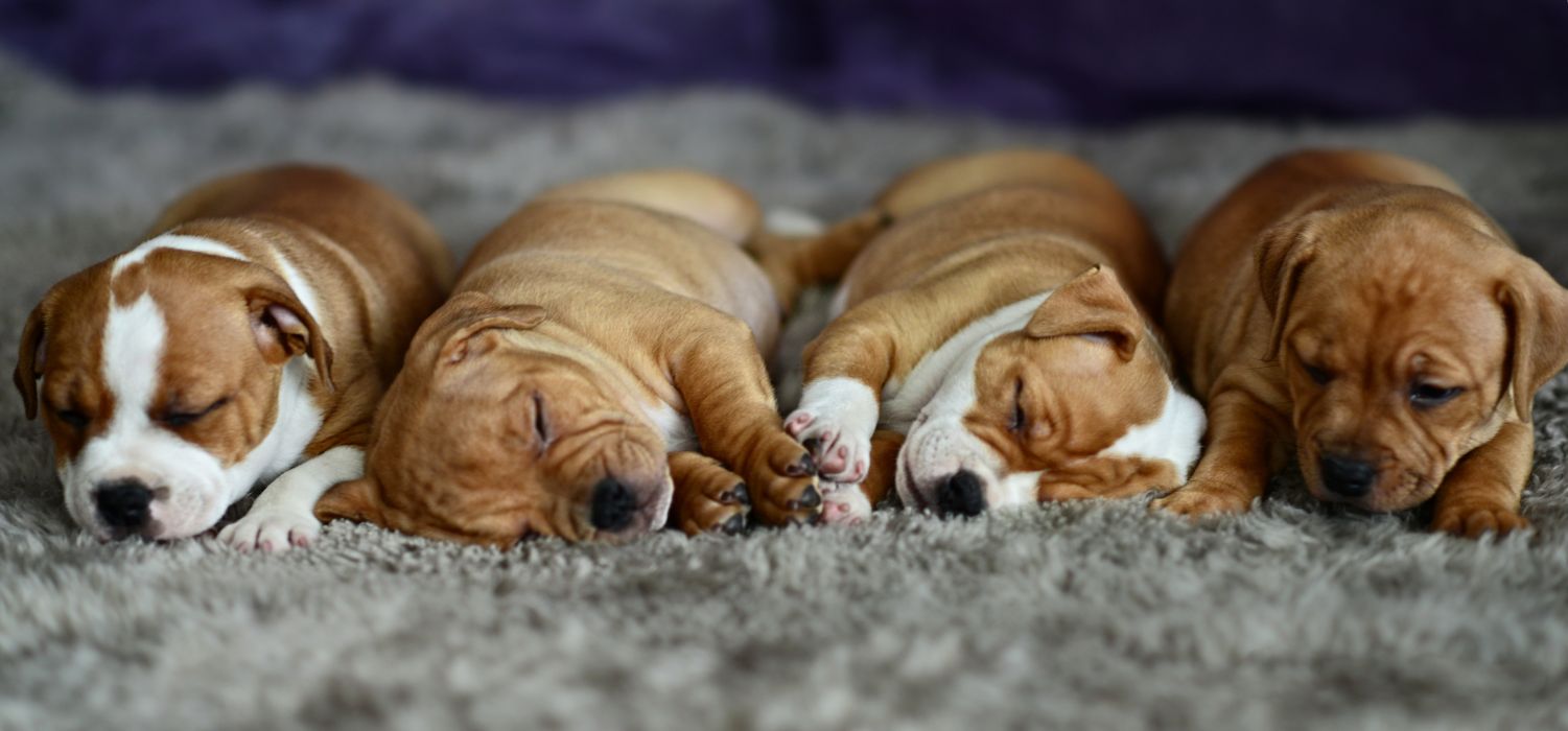 Cuccioli boxer che dormono, 1501x700 HD, Desktop