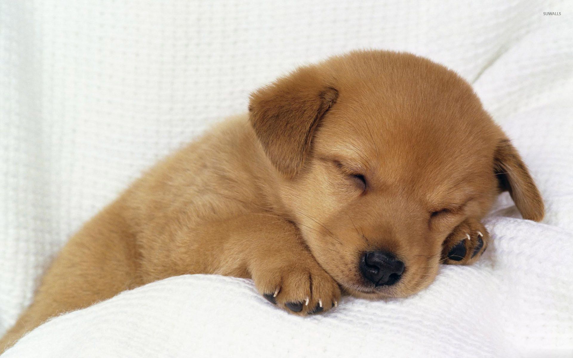 Cucciolo marrone che dorme, 1920x1200 Full HD+, Desktop