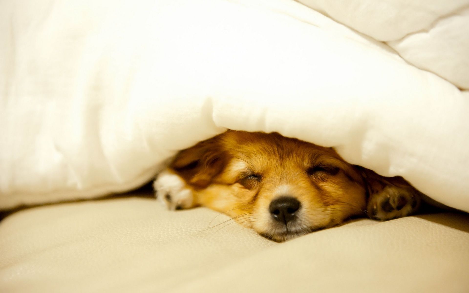 Cucciolo che dorme sotto coperta, 1920x1200 WUXGA, PC