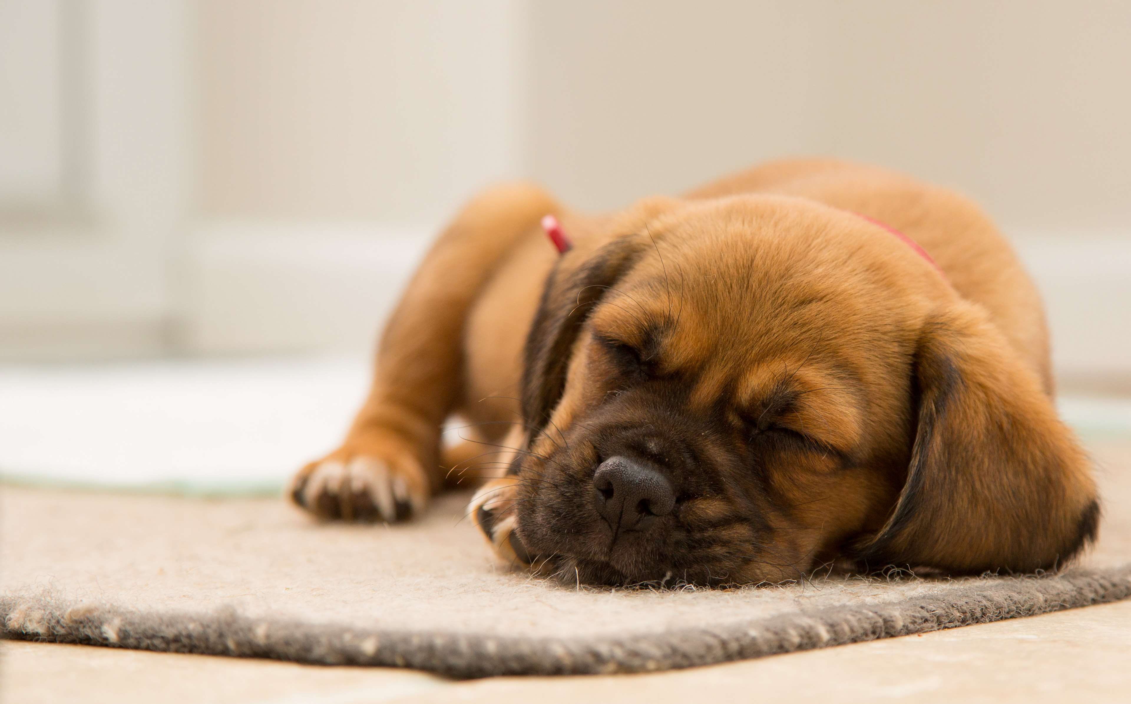 Cucciolo marrone che dorme, 3840x2389 4K, Desktop 4K