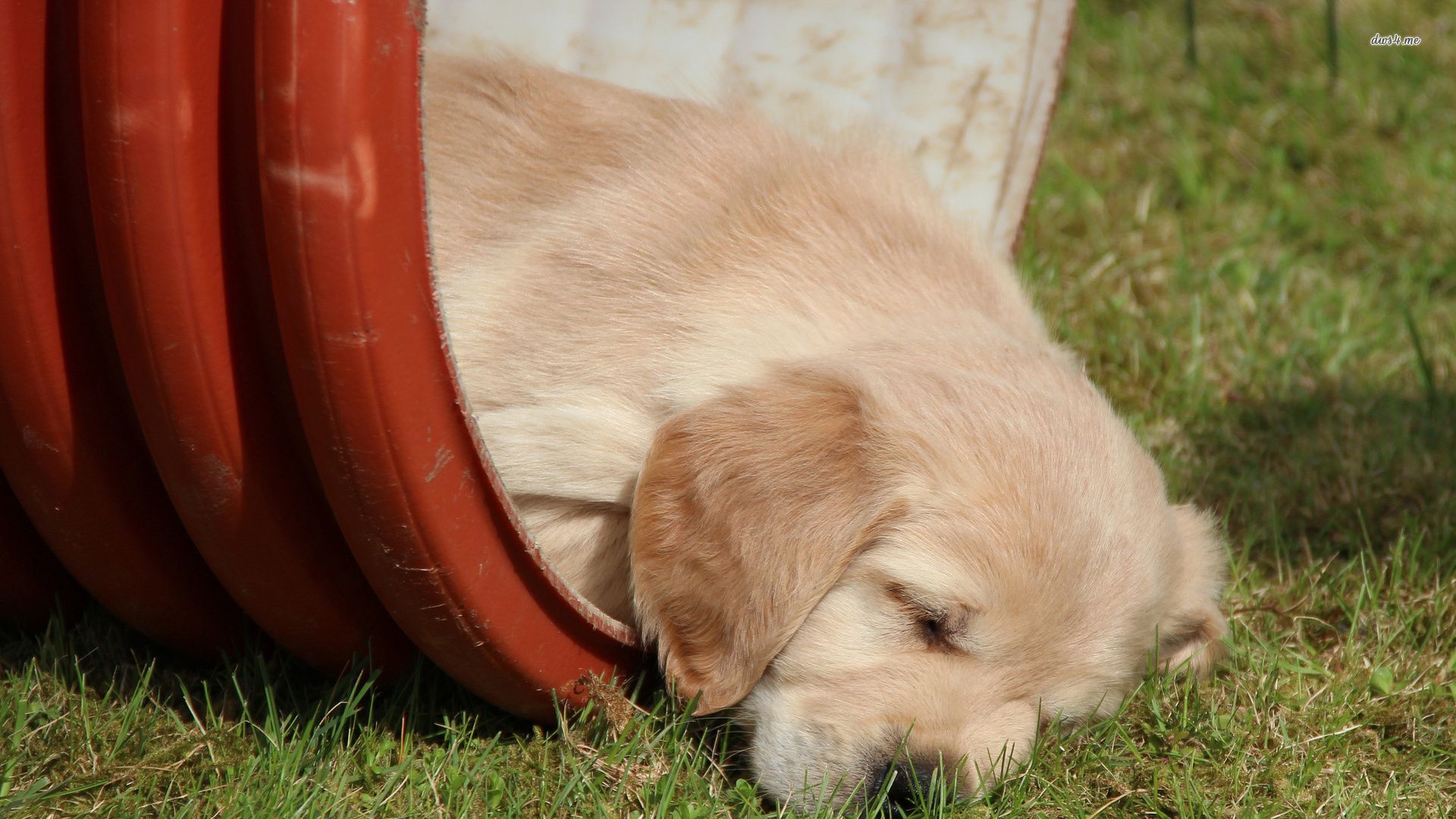 Cucciolo Golden Retriever addormentato barile, 1920x1080 Full HD, Laptop
