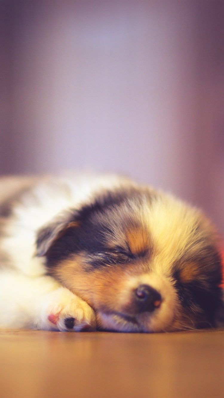 Cucciolo che dorme, bokeh, 750x1334 Verticale, iPhone