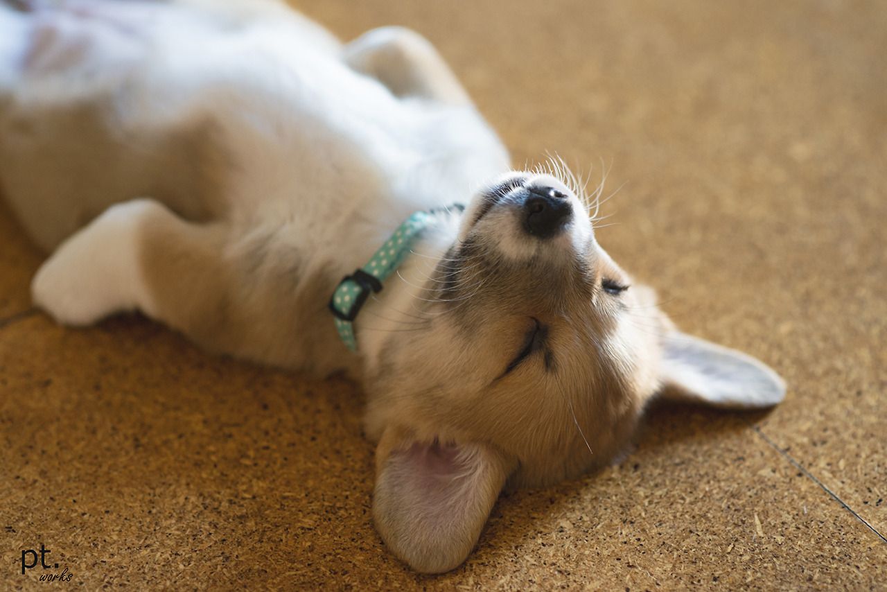 Cucciolo corgi che dorme, 1280x854 720p, PC
