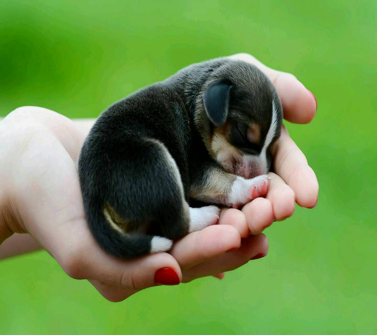 Cucciolo neonato dorme in mano, 1440x1280 HD, Desktop