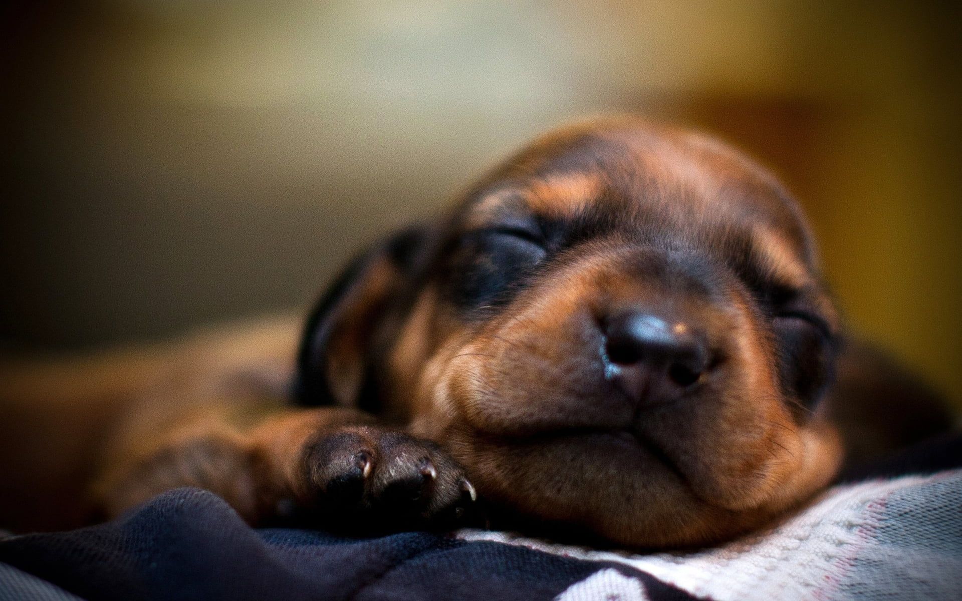 Cucciolo Bassotto che dorme, 1920x1200 WUXGA, Laptop