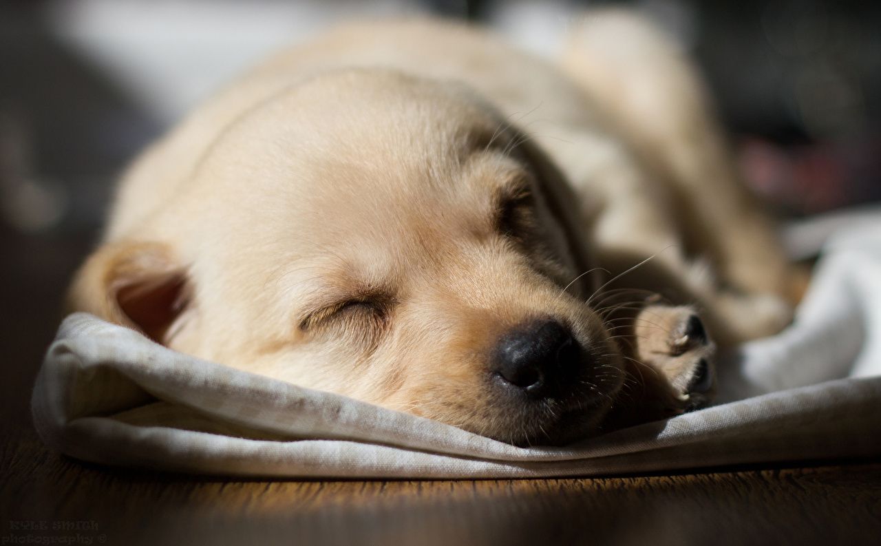 Cucciolo Labrador dorato dorme, 1280x793 HD, Desktop