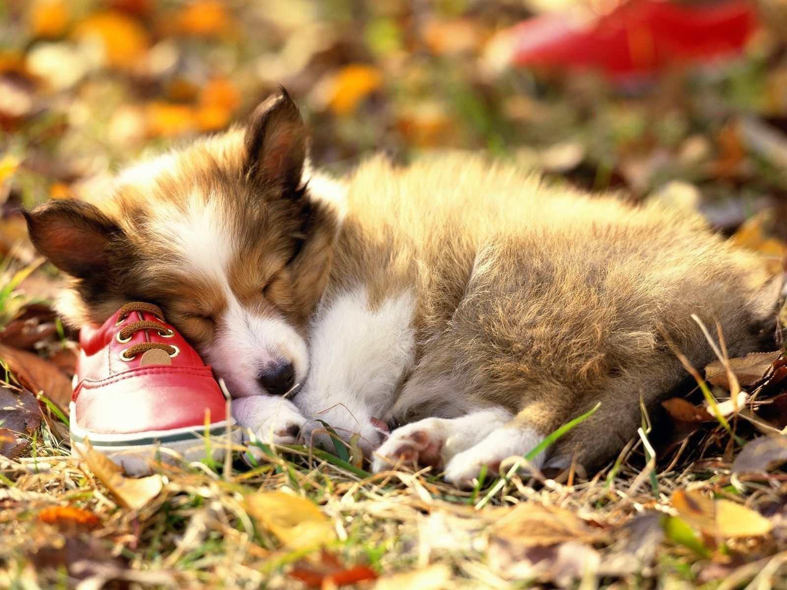 Cucciolo che dorme su scarpa, 1600x1200 HD, Lenovo Legion