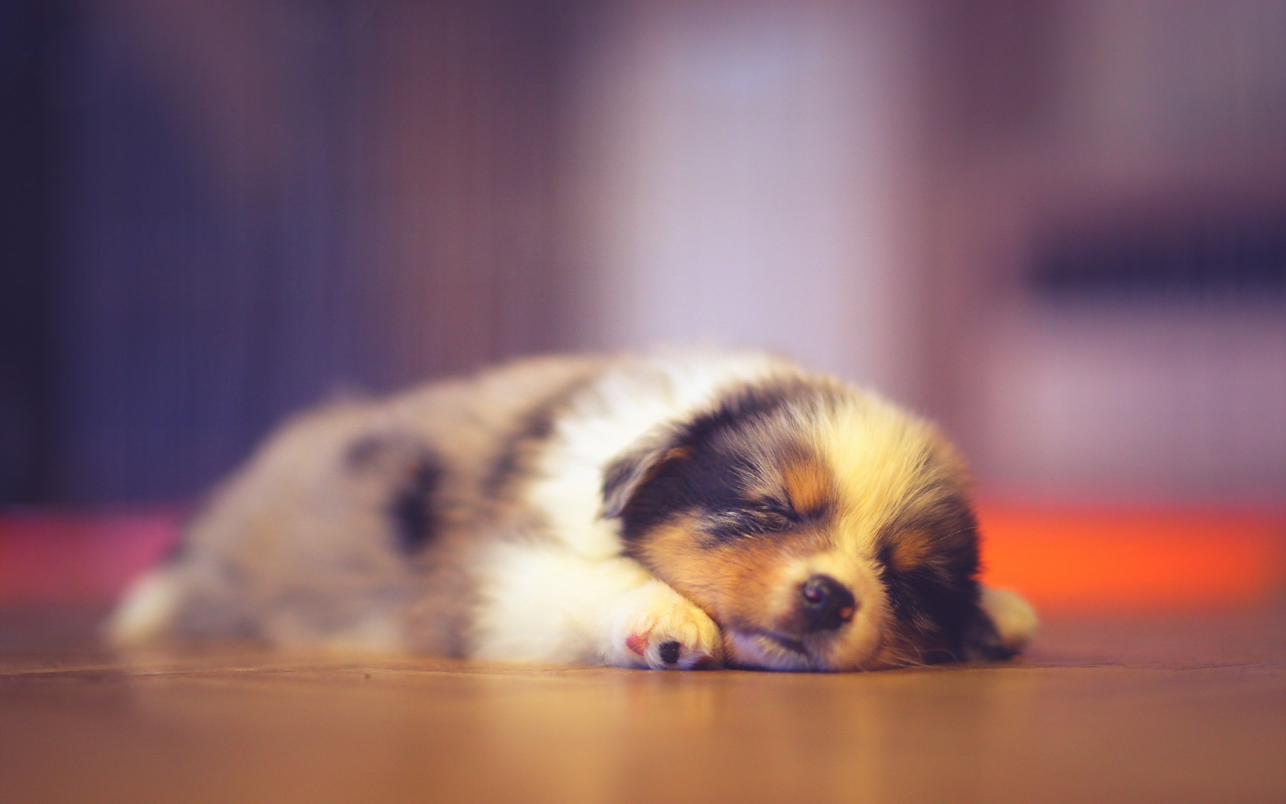 Cucciolo che dorme, bokeh, 2560x1600 2K+, PC