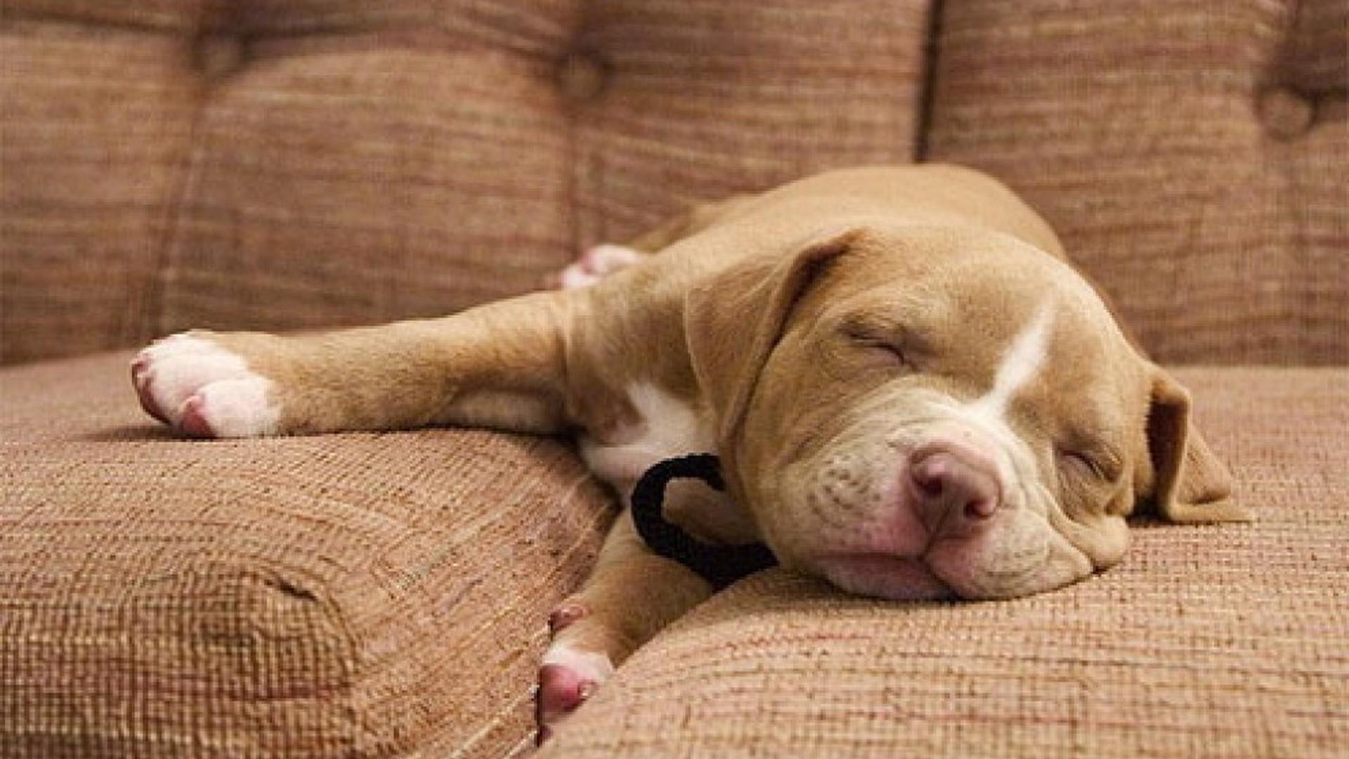 Cucciolo Pitbull dorme divano, 1920x1080 1080p, Desktop