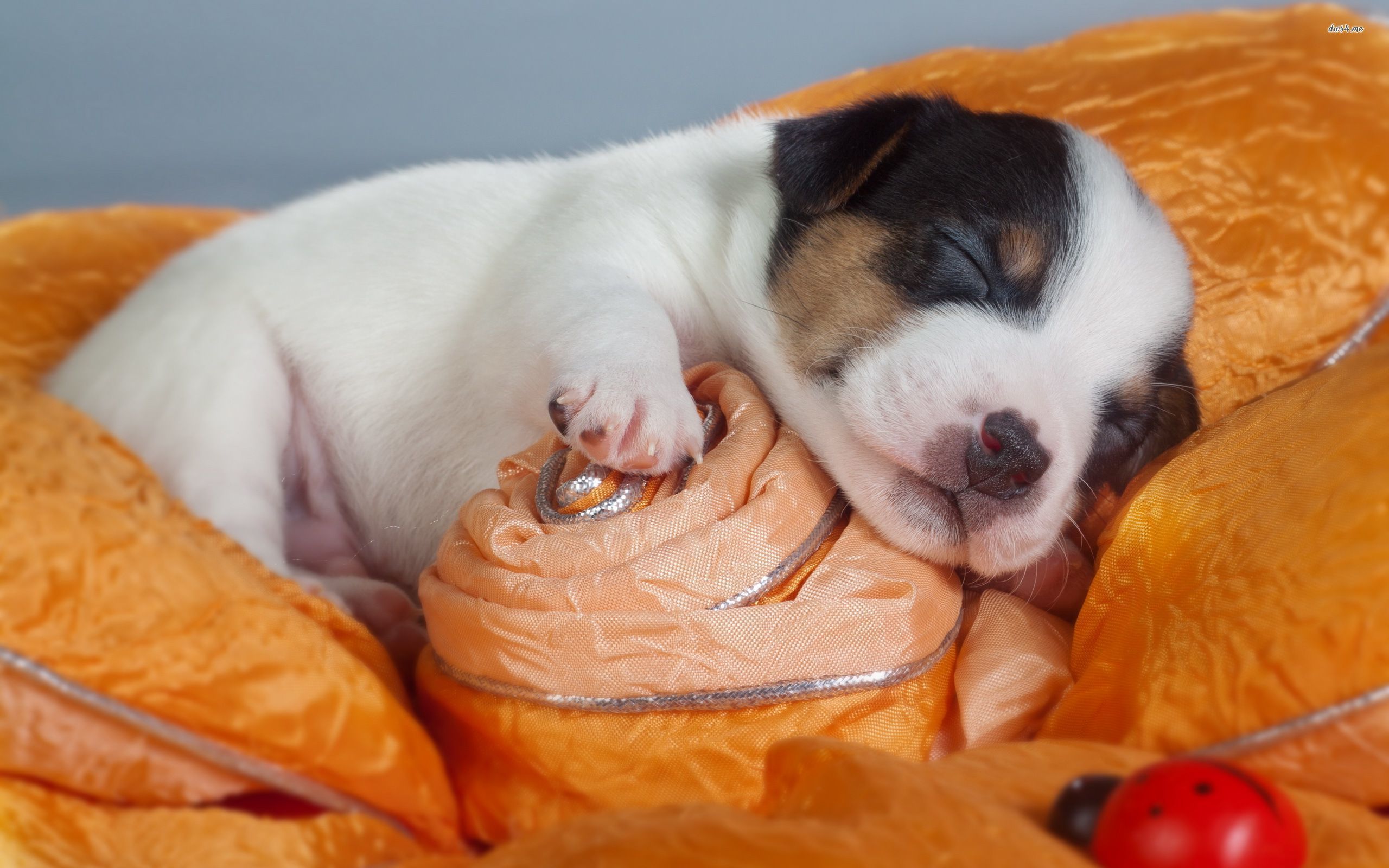 Cucciolo bianco e marrone che dorme, 2560x1600 WQXGA, Desktop