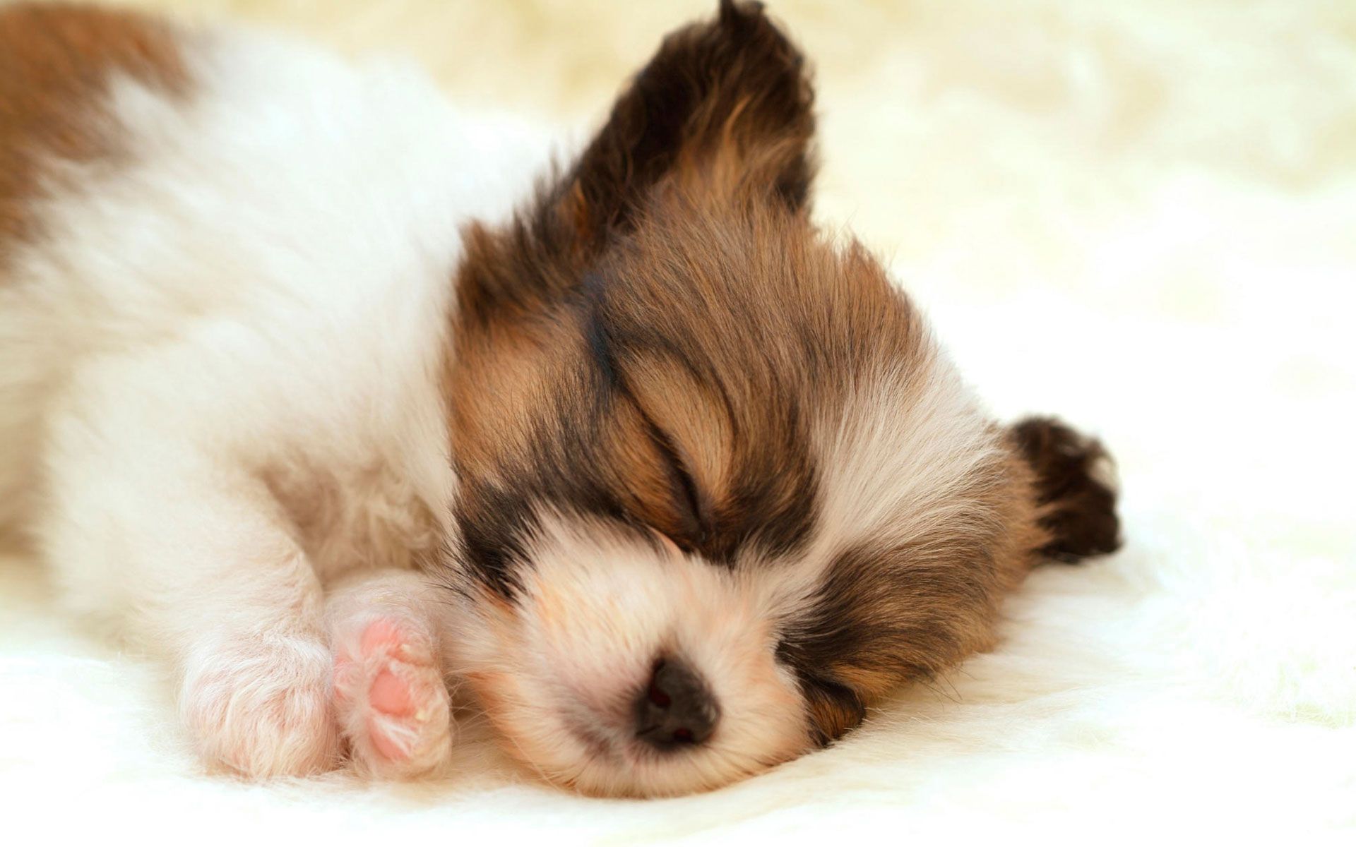 Cucciolo Papillon che dorme, 1920x1200 WUXGA, PC