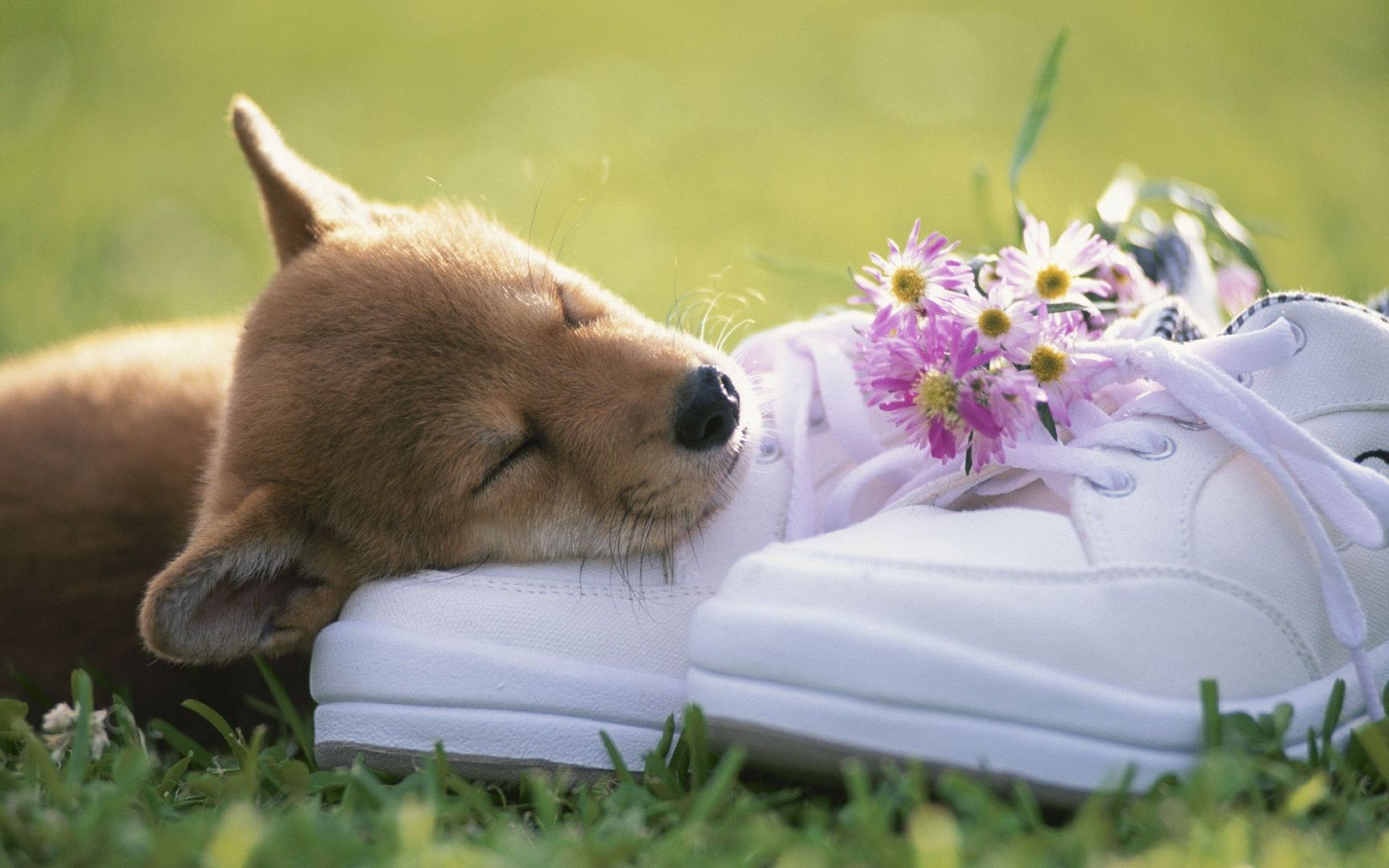 Cucciolo che dorme su scarpa, 2880x1800 2K, MacBook Pro