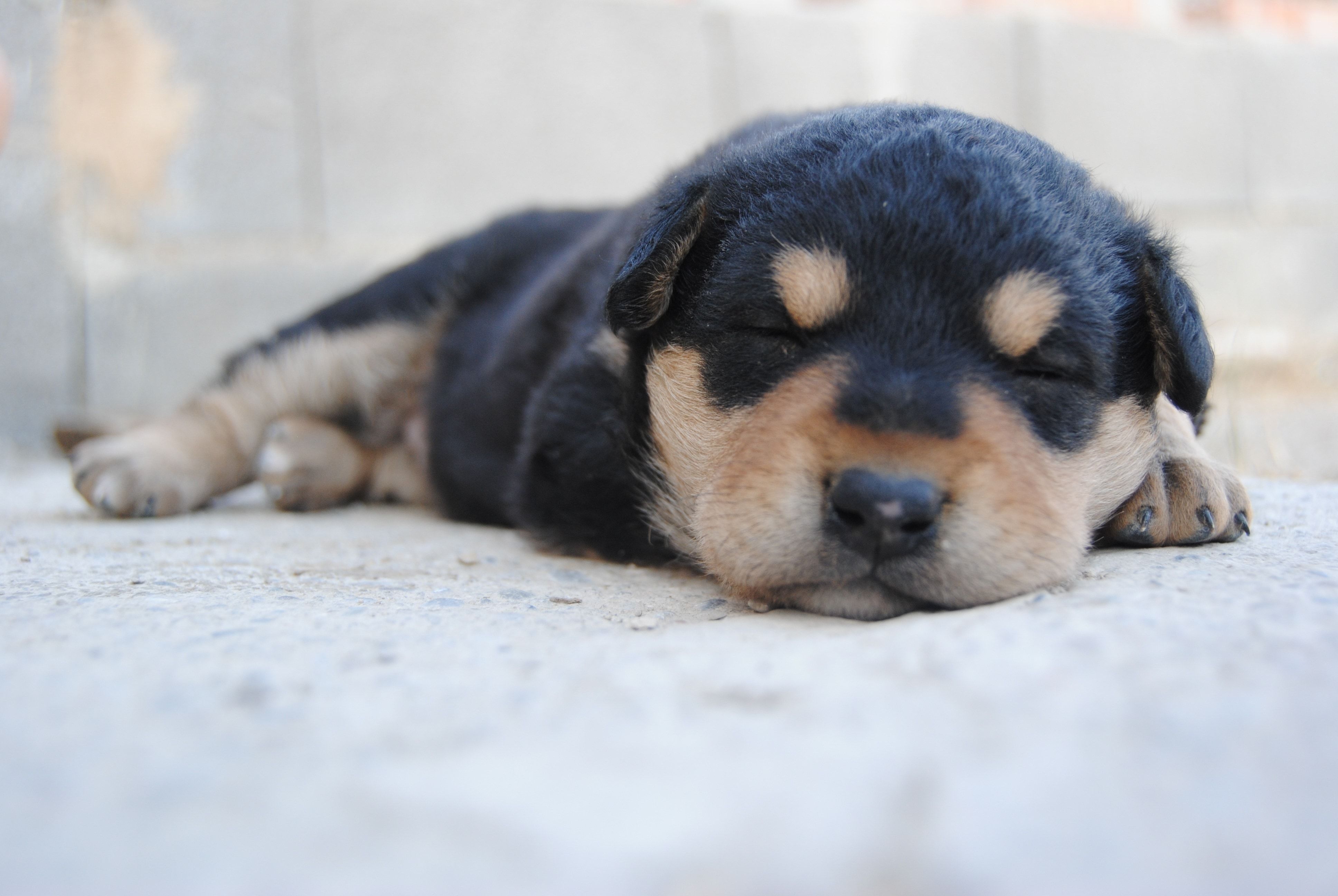 Cucciolo Rottweiler che dorme, 3872x2592 Ultra HD, 4K TV