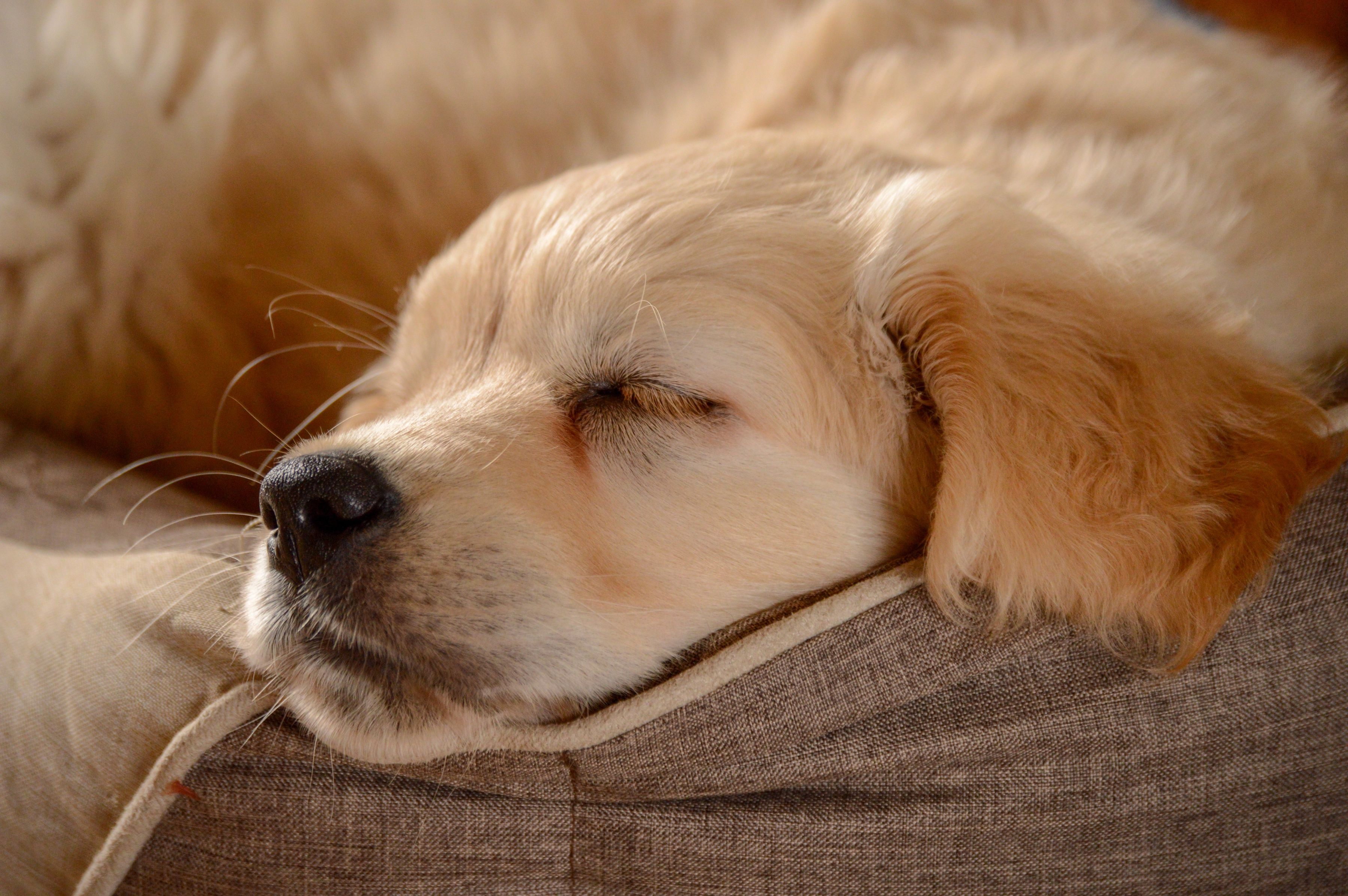 Cucciolo golden retriever che dorme, 3600x2394 2K+, Desktop