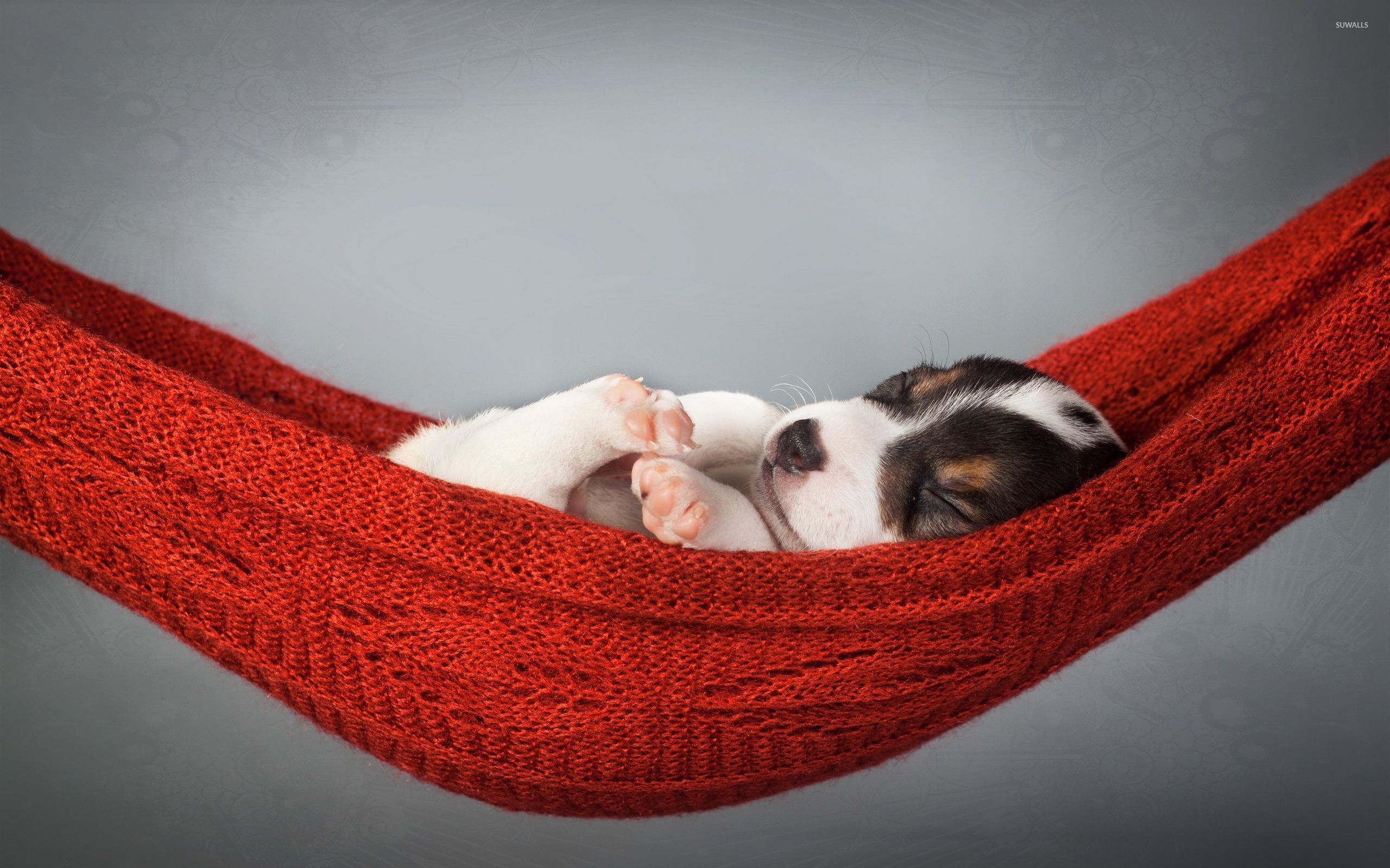 Cucciolo che dorme in amaca rossa, 2560x1600 WQXGA, Desktop