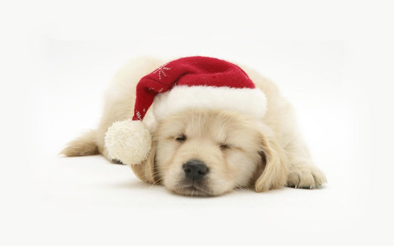 Cucciolo Golden Retriever con cappello natalizio, 1280x800 720p, MacBook Air