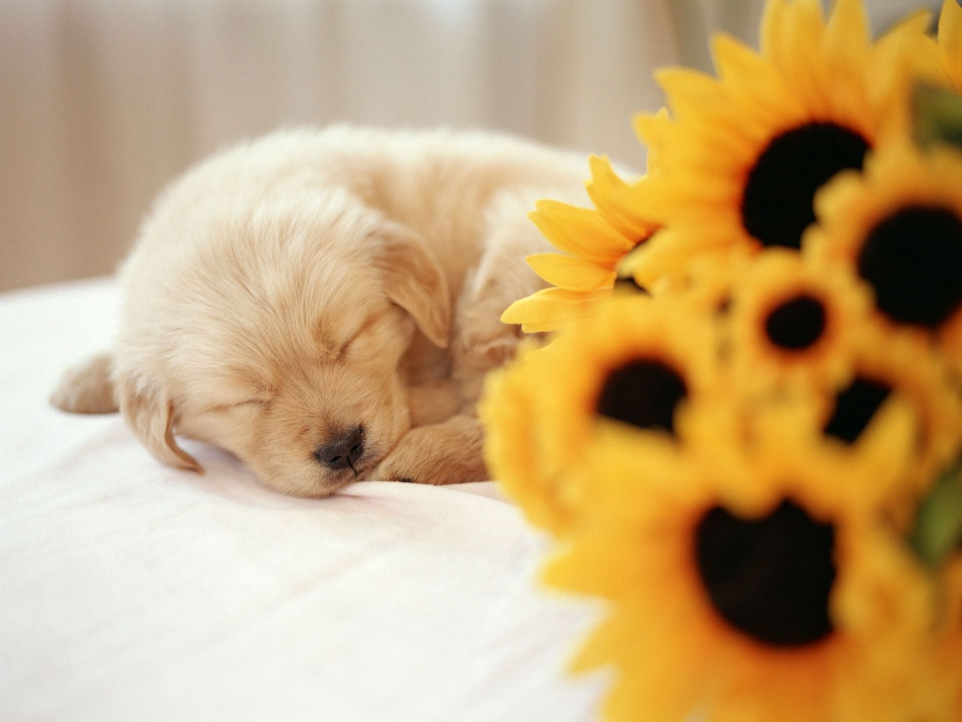 Cucciolo dorato che dorme, girasoli, 1920x1440 Full HD+ WUXGA, Desktop
