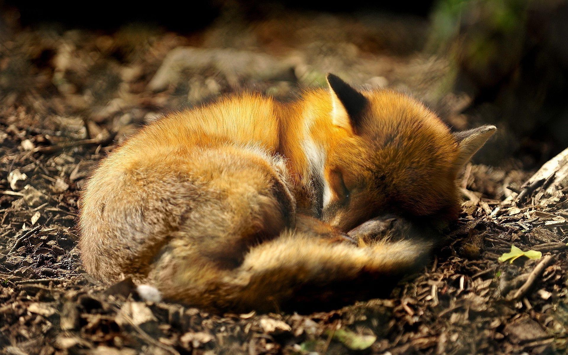 Cucciolo di volpe addormentato, 1920x1200 Full HD+ WUXGA, Desktop
