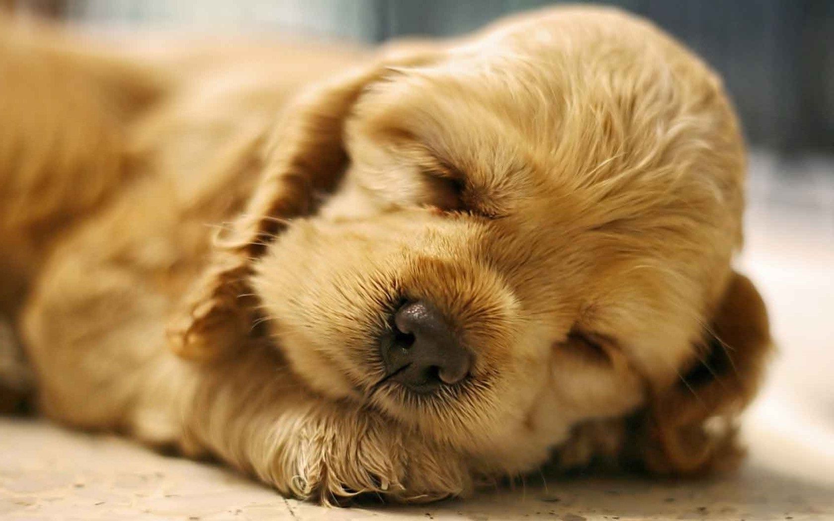 Cucciolo dorato che dorme, 1680x1050 900p, Desktop