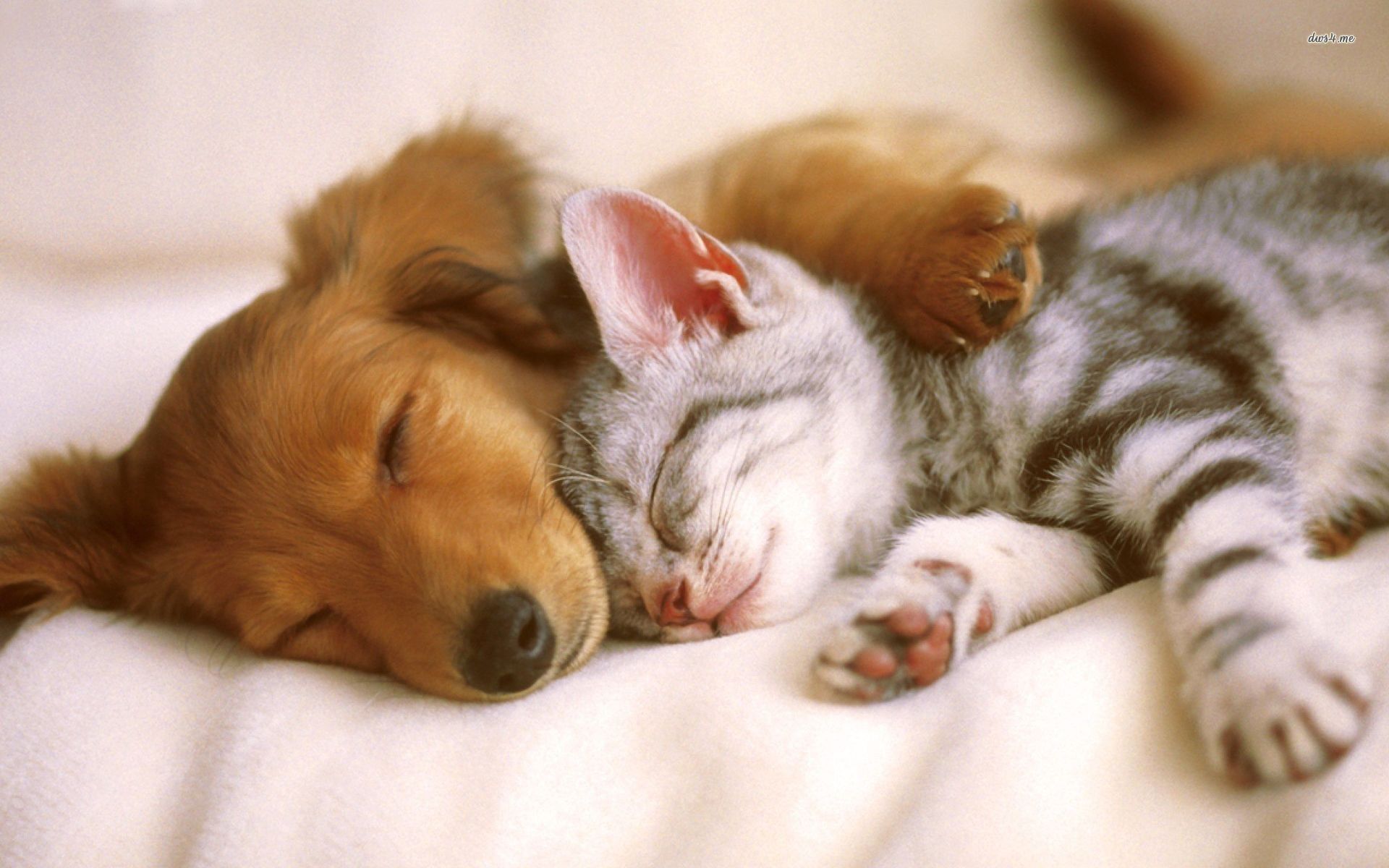 Cucciolo e gattino addormentati, 1920x1200 Full HD+ WUXGA, Desktop