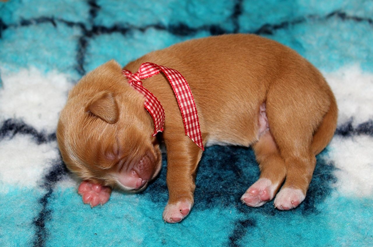 Cucciolo che dorme, coperta turchese, 1280x847 720p, Laptop