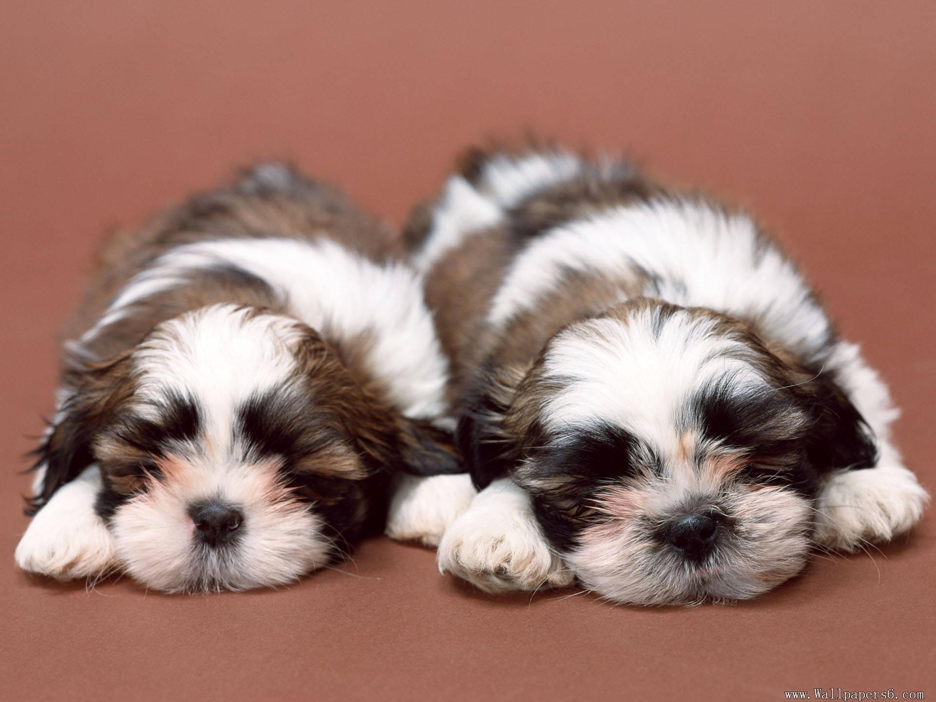 Cuccioli Shih Tzu addormentati, 1920x1440 WUXGA, PC
