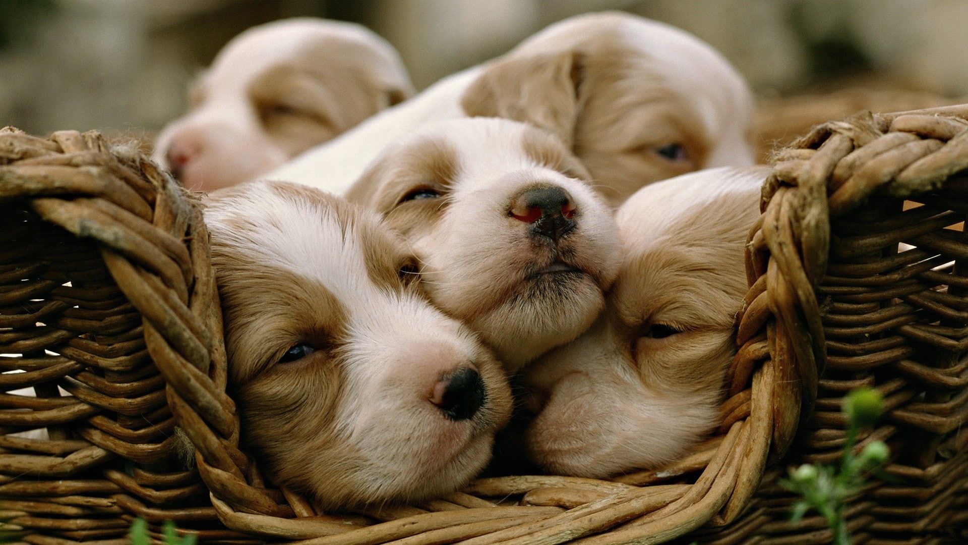 Cuccioli che dormono nel cesto, 1920x1080 Full HD 1080p, Desktop