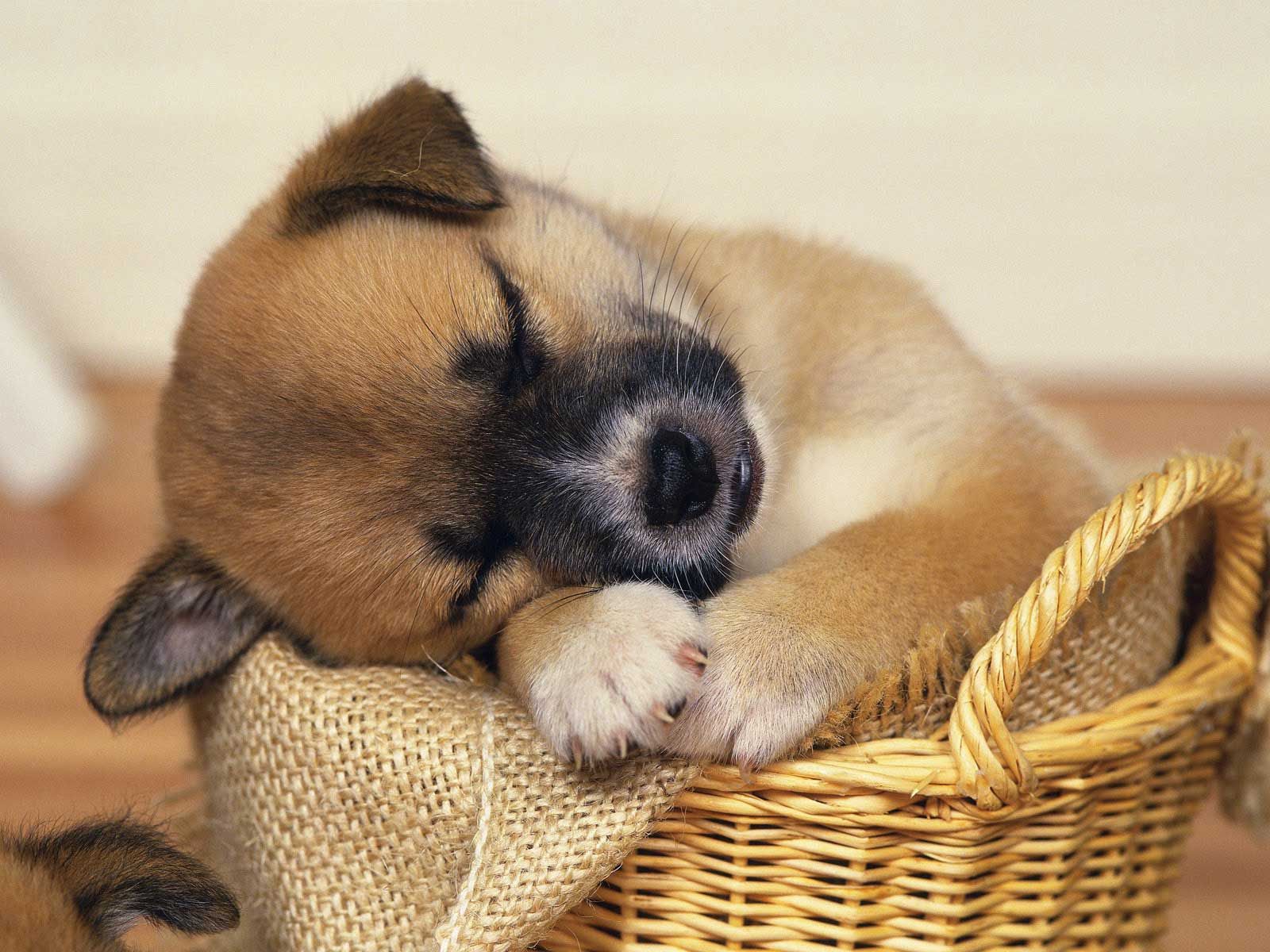 Cucciolo che dorme nel cesto, 1600x1200 HD, Lenovo Legion