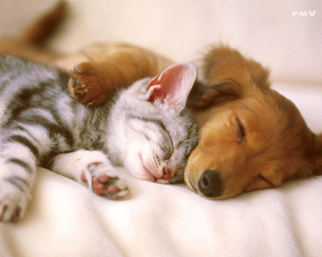 Cucciolo e gattino addormentati, 1280x1024 720p, PC