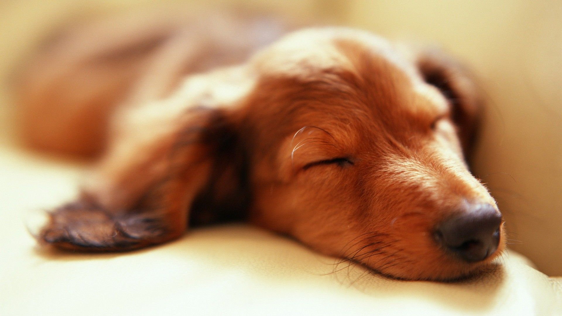 Cucciolo bassotto che dorme, 1920x1080 Full HD, Laptop