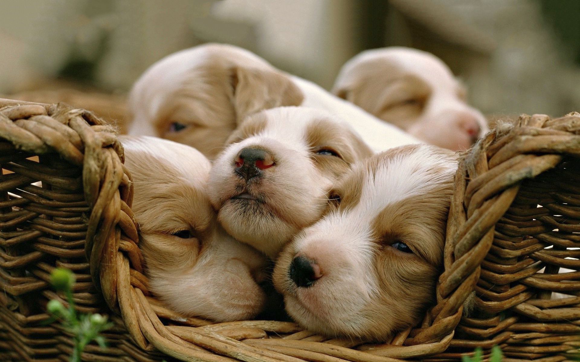 Cuccioli che dormono nel cesto, 1920x1200 Full HD+ WUXGA, iMac