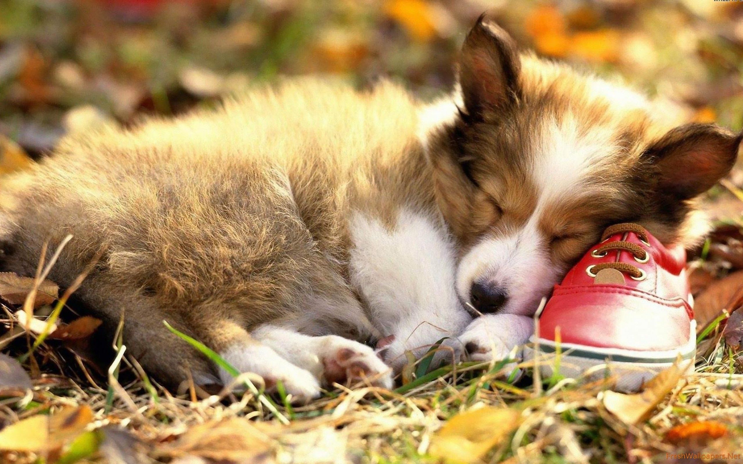 Cucciolo Corgi dorme scarpa rossa, 2560x1600 WQXGA, Desktop