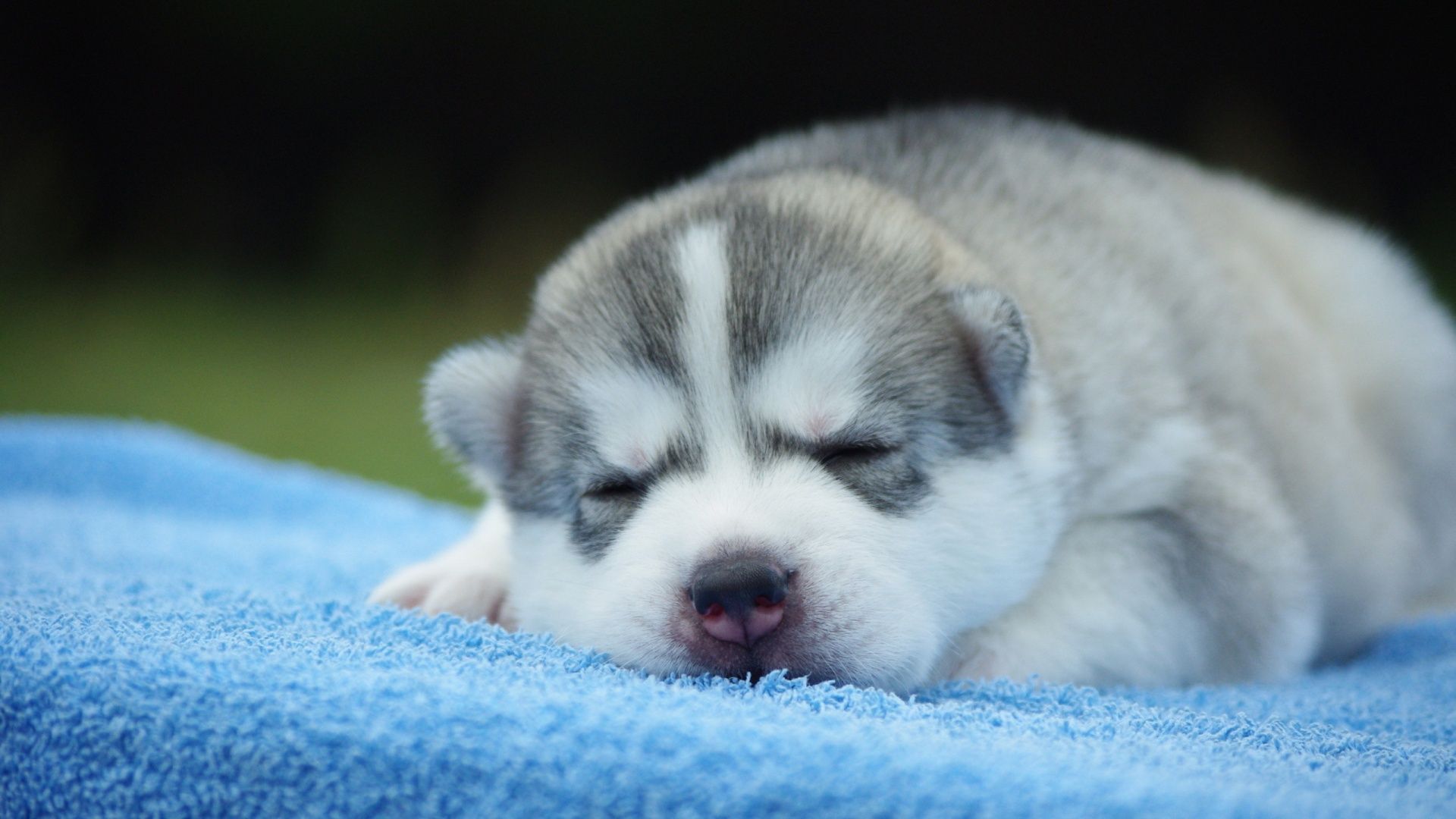 Cucciolo di husky dormiente, 1920x1080 1080p, Laptop