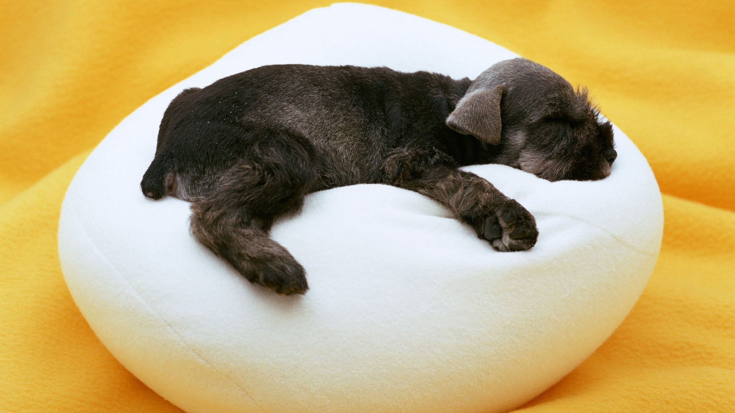Cucciolo nero che dorme, 2560x1440 1440p, Desktop