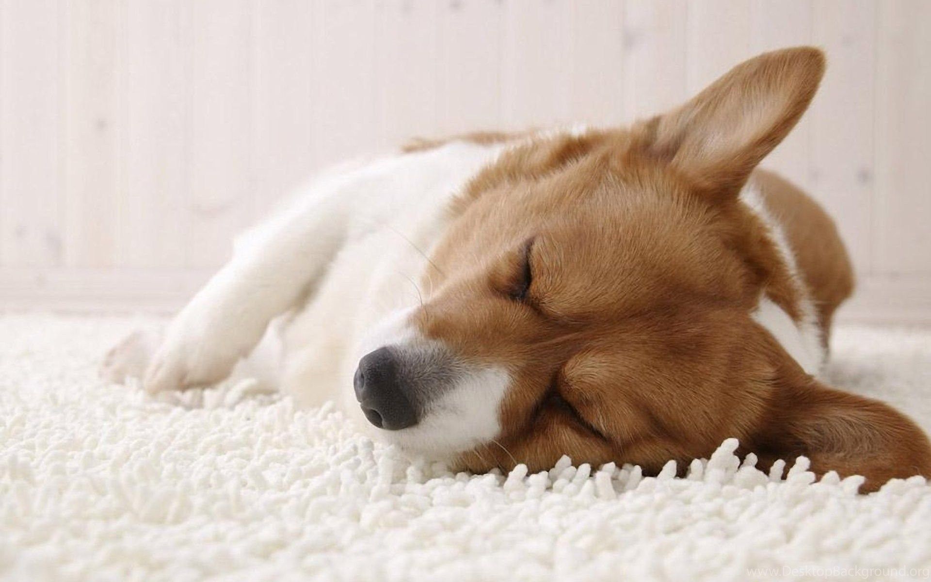 Cucciolo Corgi che dorme, 1920x1200 Full HD+, PC