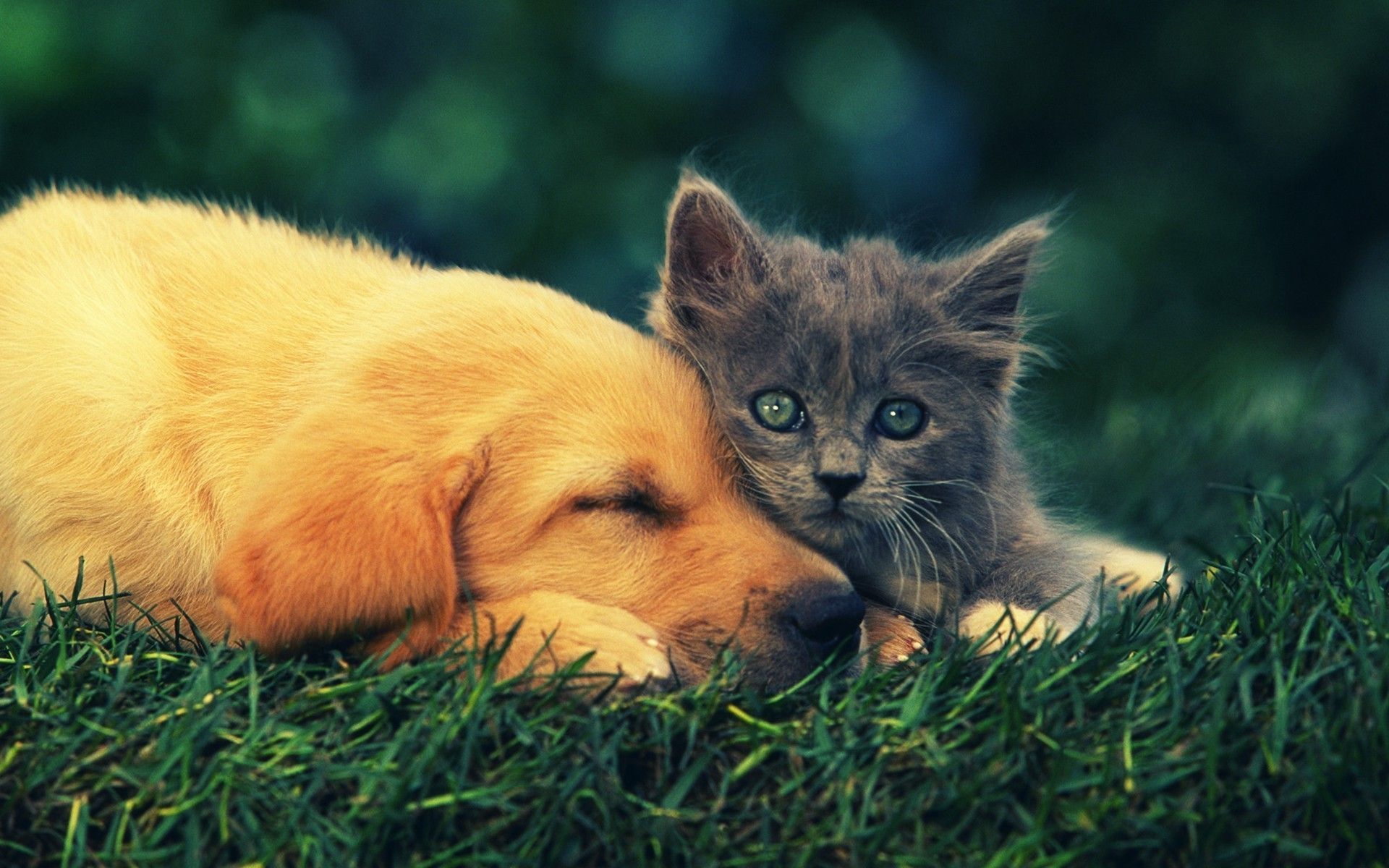 Cucciolo e gattino sull'erba, 1920x1200 WUXGA, PC Desktop