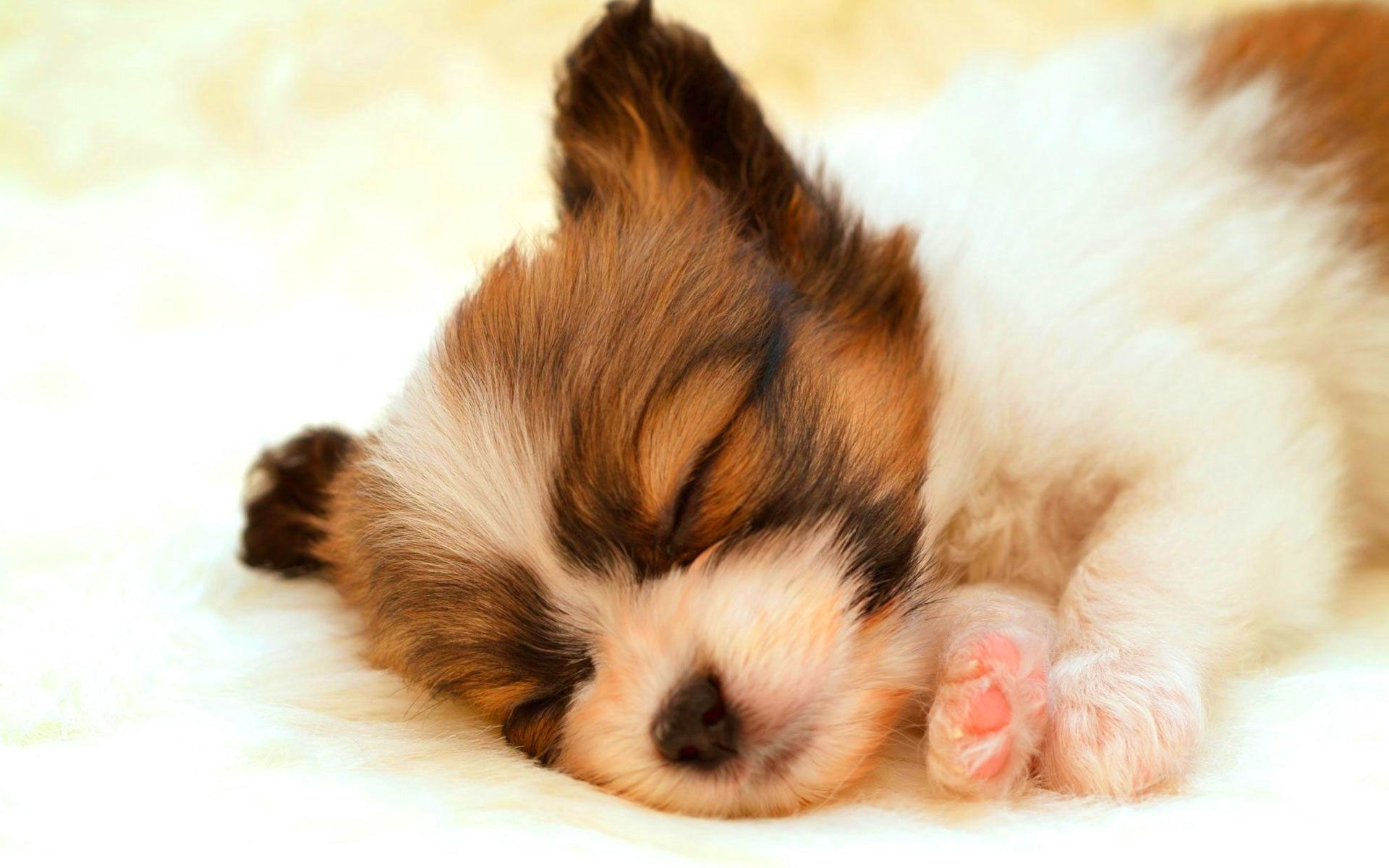 Cucciolo che dorme, pelliccia bianca marrone, 1920x1200 Full HD+ WUXGA, Laptop
