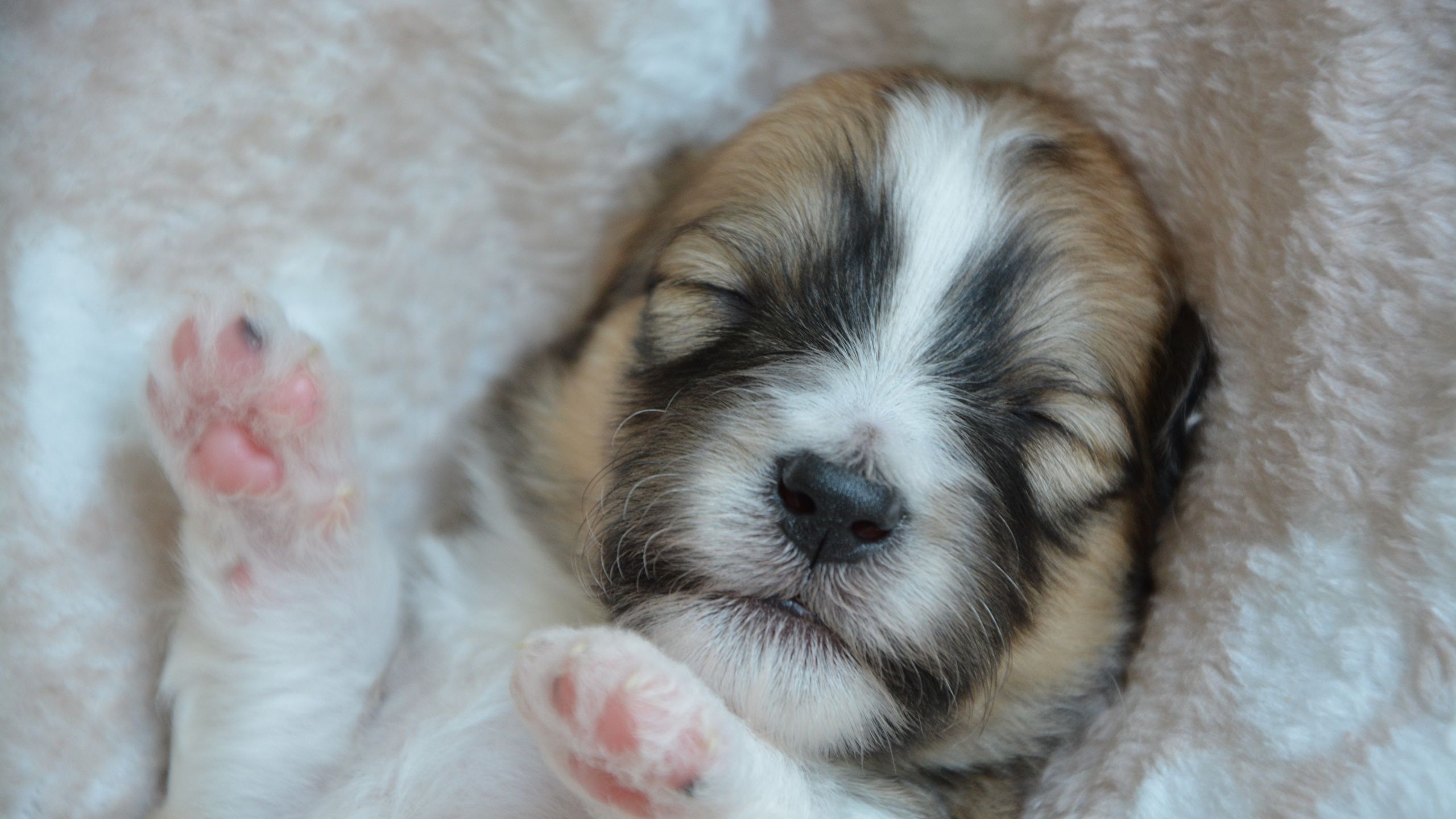Cucciolo che dorme, zampe rosa, 2560x1440 1440p, Desktop