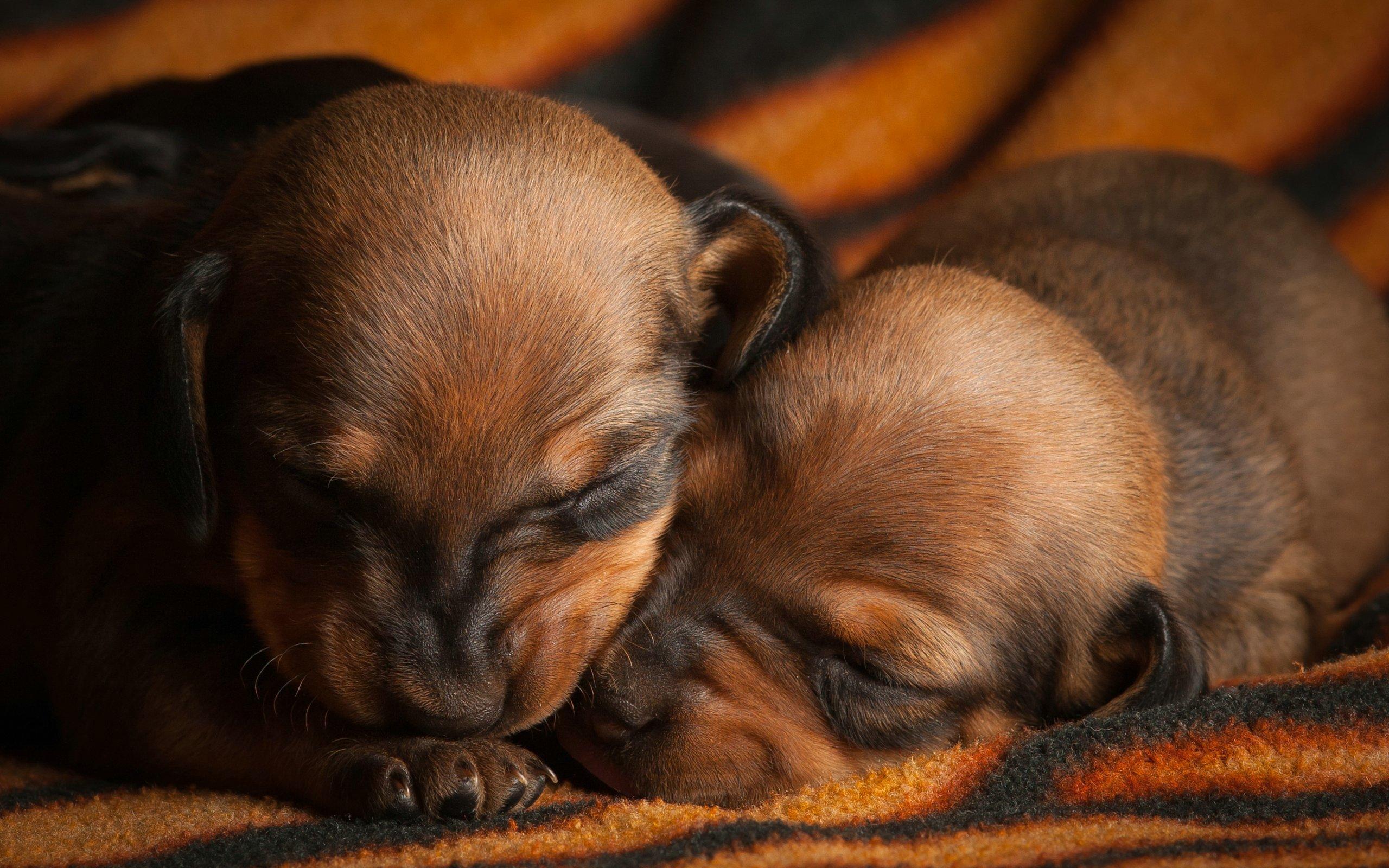 Due cuccioli che dormono, 2560x1600 2K+, PC