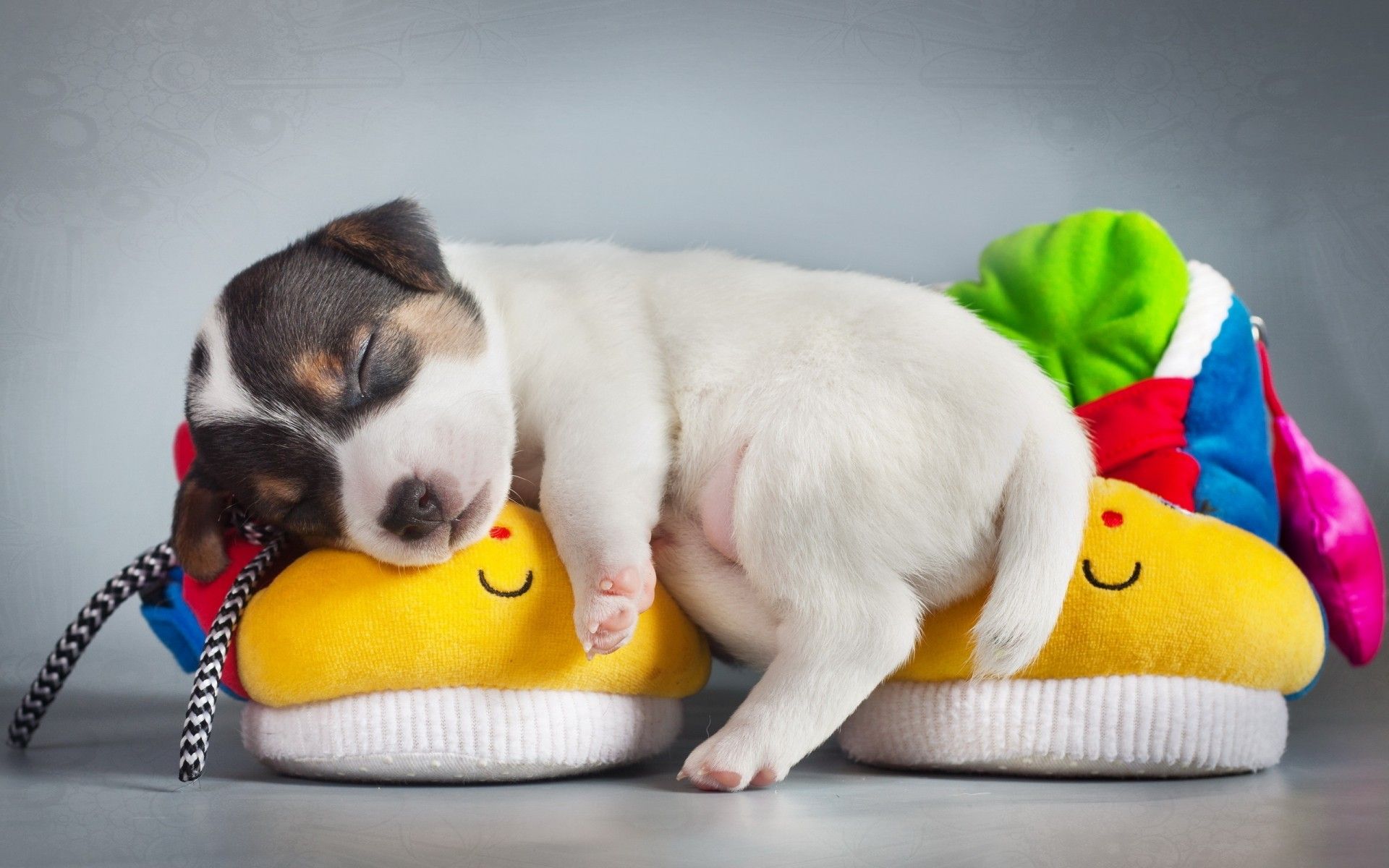 Cucciolo bianco marrone dorme pantofole, 1920x1200 Full HD+ WUXGA, Desktop