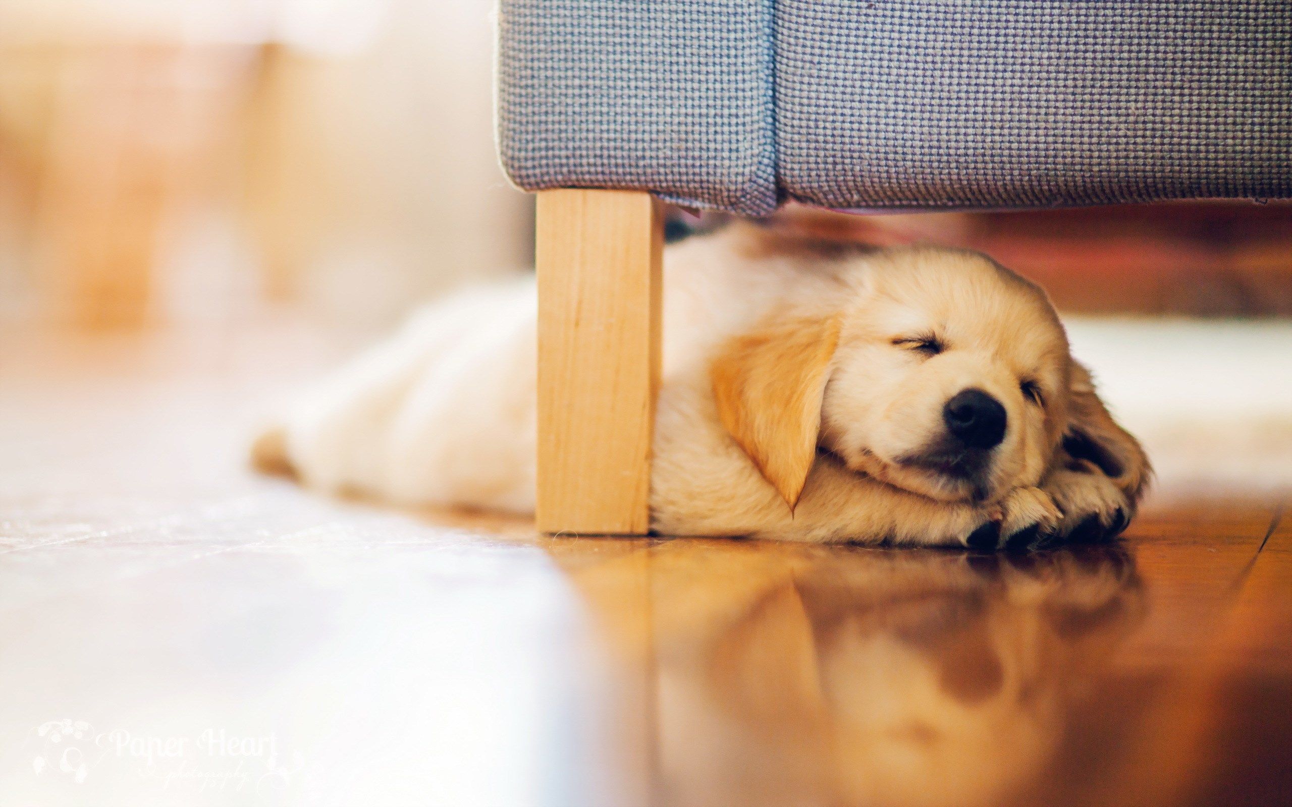 Cucciolo golden retriever addormentato pavimento, 2560x1600 2K, PC