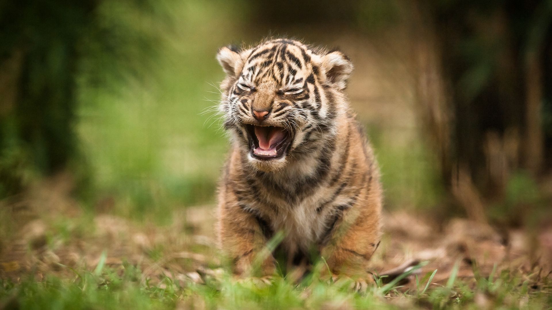 Cucciolo di tigre ruggente, 1920x1080 Full HD 1080p, Laptop