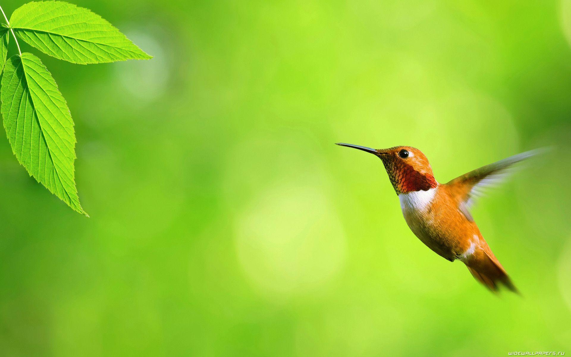 Colibrì in volo su verde, 1920x1200 Full HD+, PC Desktop