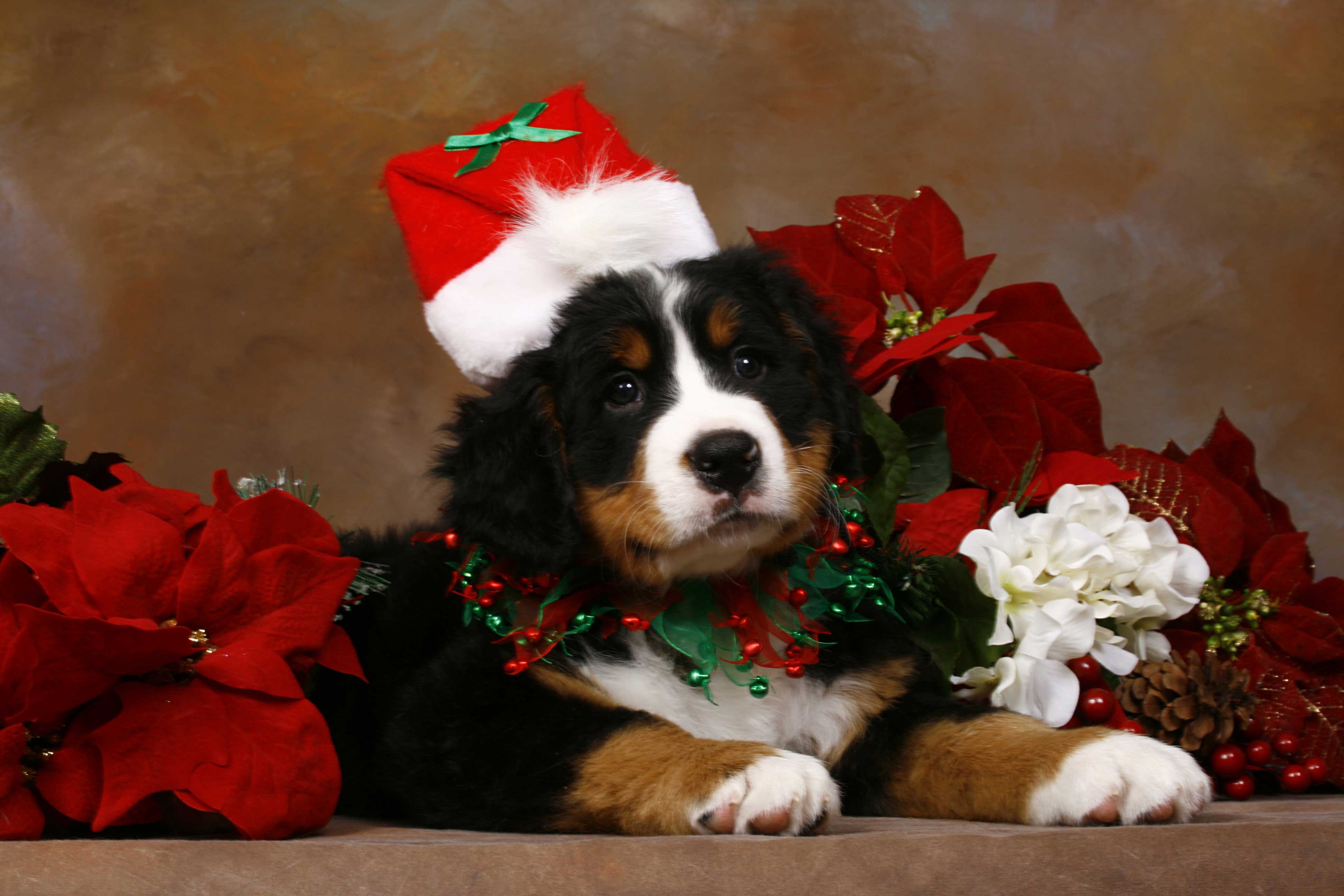 Cucciolo golden retriever cappello Babbo Natale, 1555x843 HD, Desktop