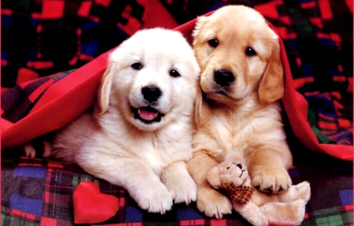 Cuccioli natalizi con cappelli rossi, 1280x800 HD, Desktop