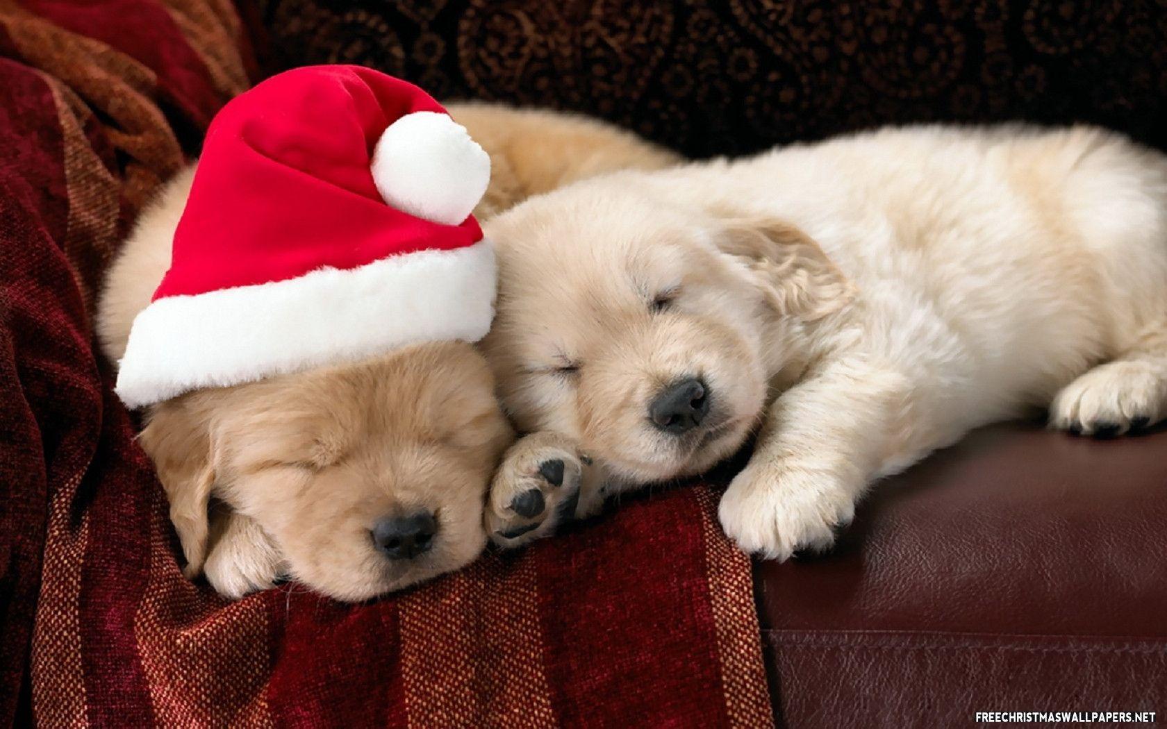 Cuccioli in calze natalizie, 1366x1000 HD, Desktop