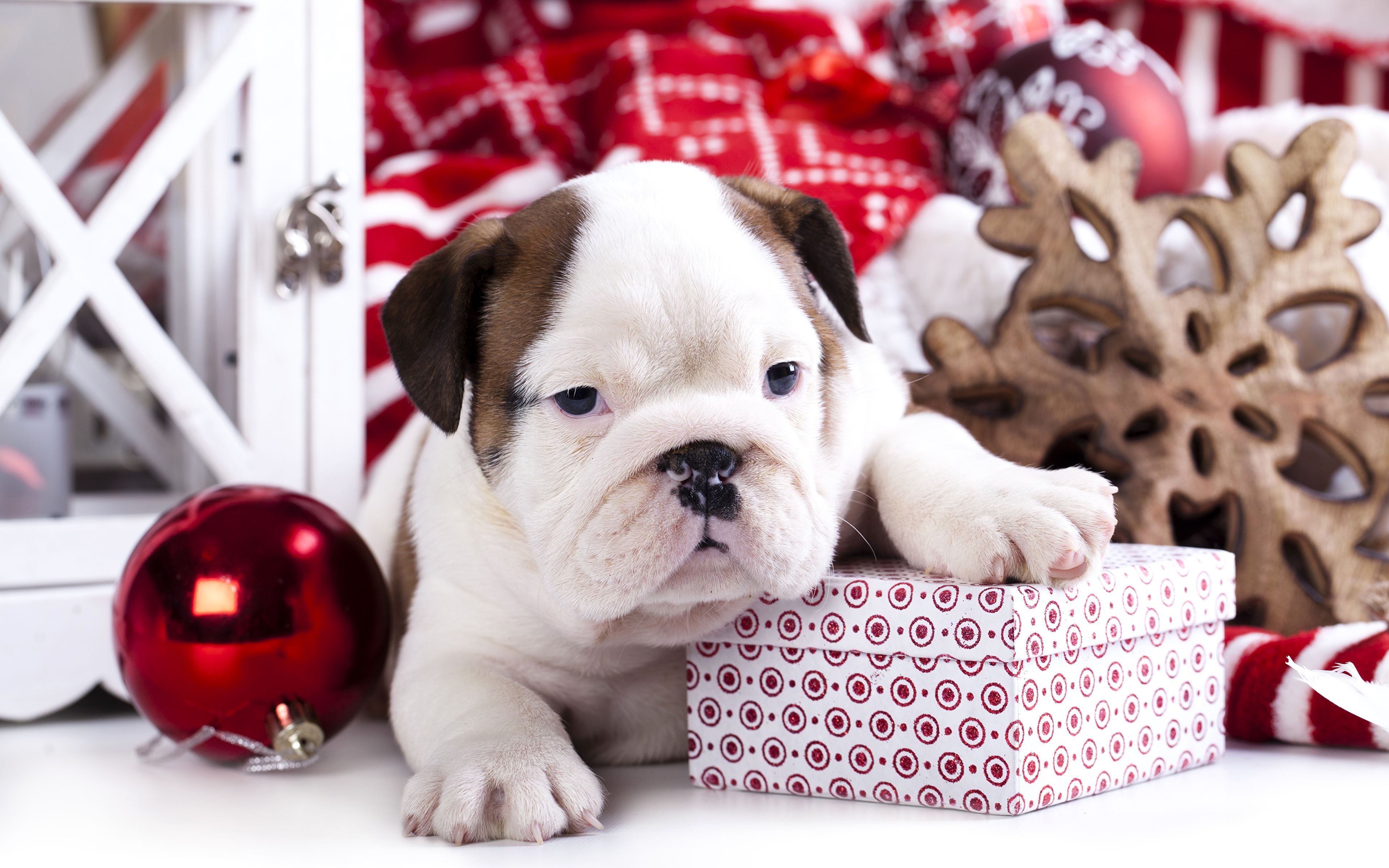 Cuccioli bulldog francese natalizi, 1280x844 720p, Laptop